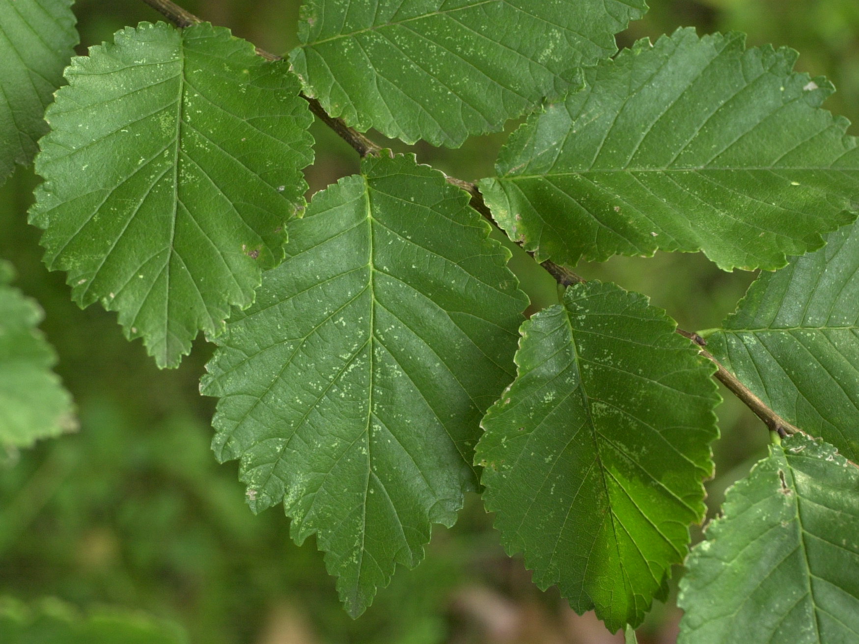 ulmus_minor_minor2bmd