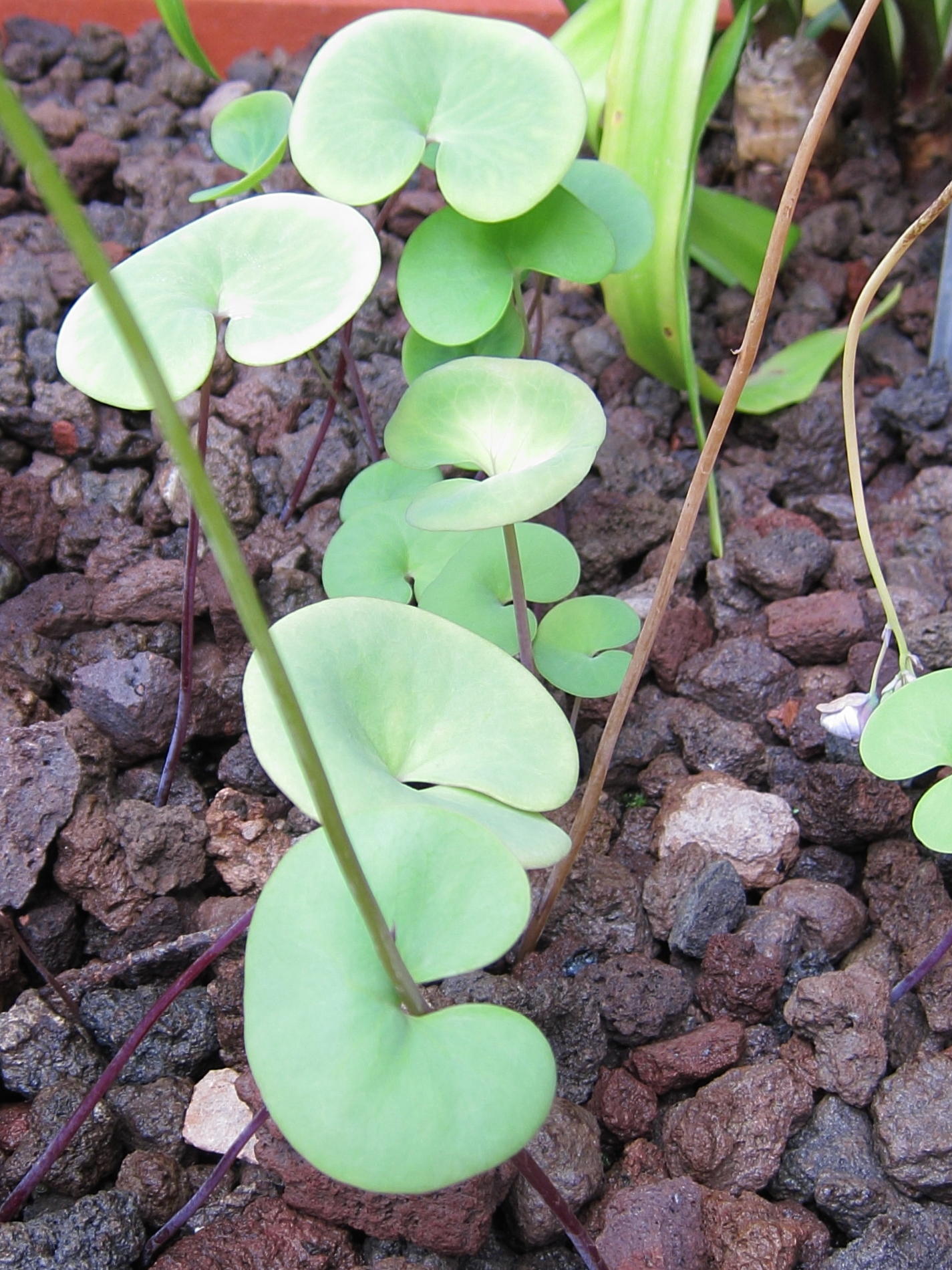 Afficher le média utricularia_reniformis1bd utricularia_reniformis1bd