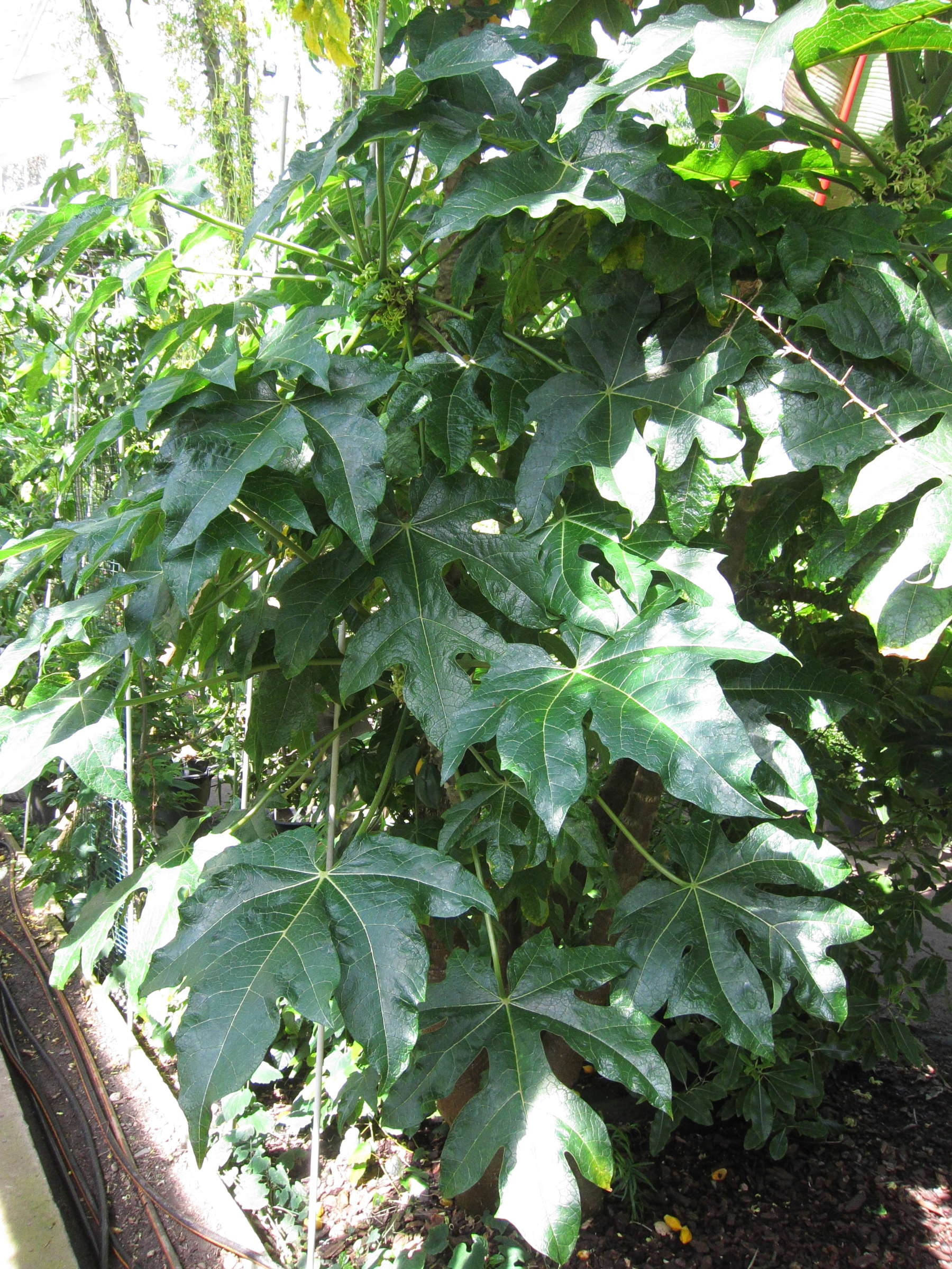 vasconcellea_cundinamarcensis2bd