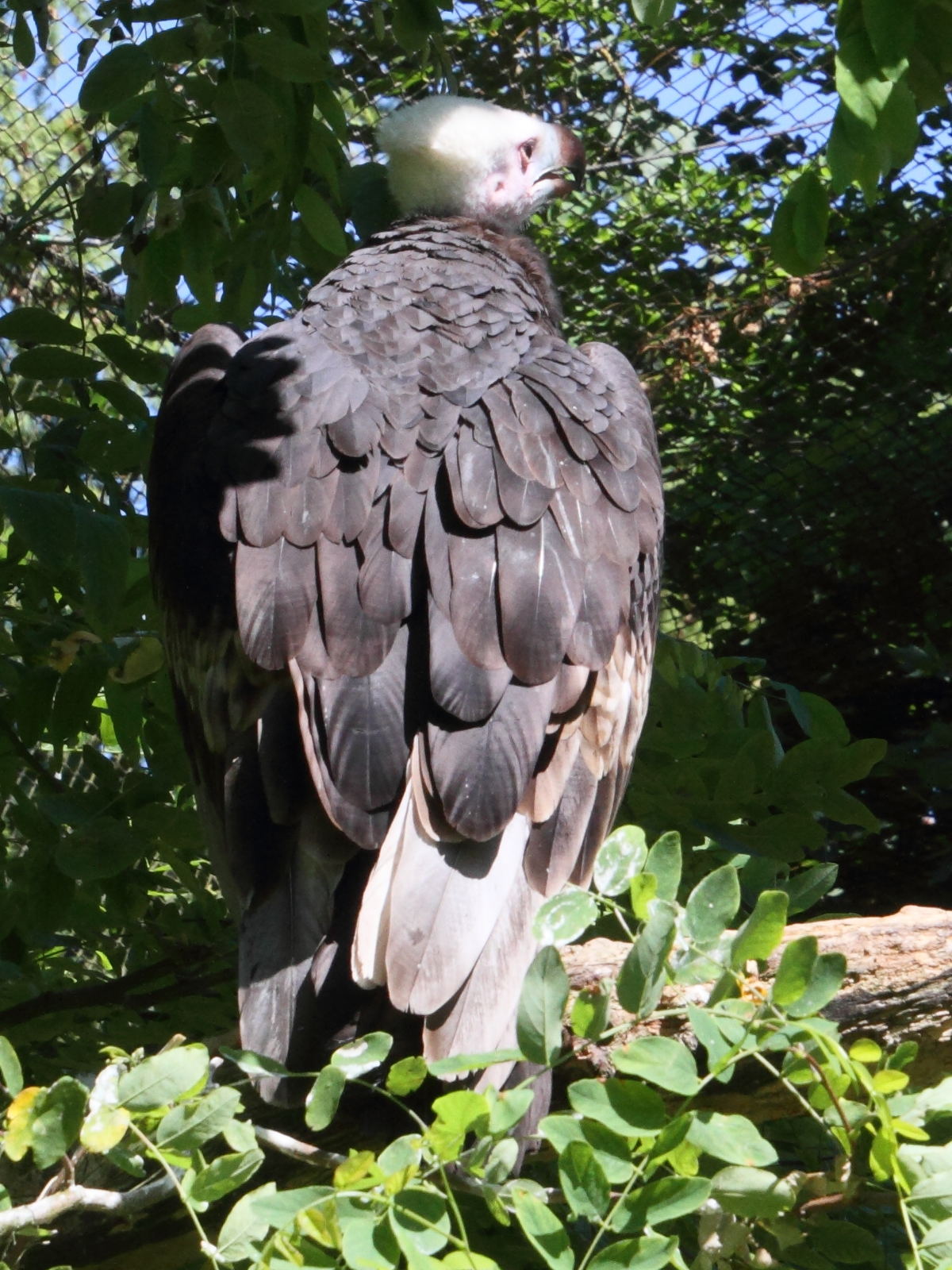 vautour_a_tete_blanche_-_trigonoceps_occipitalis2md