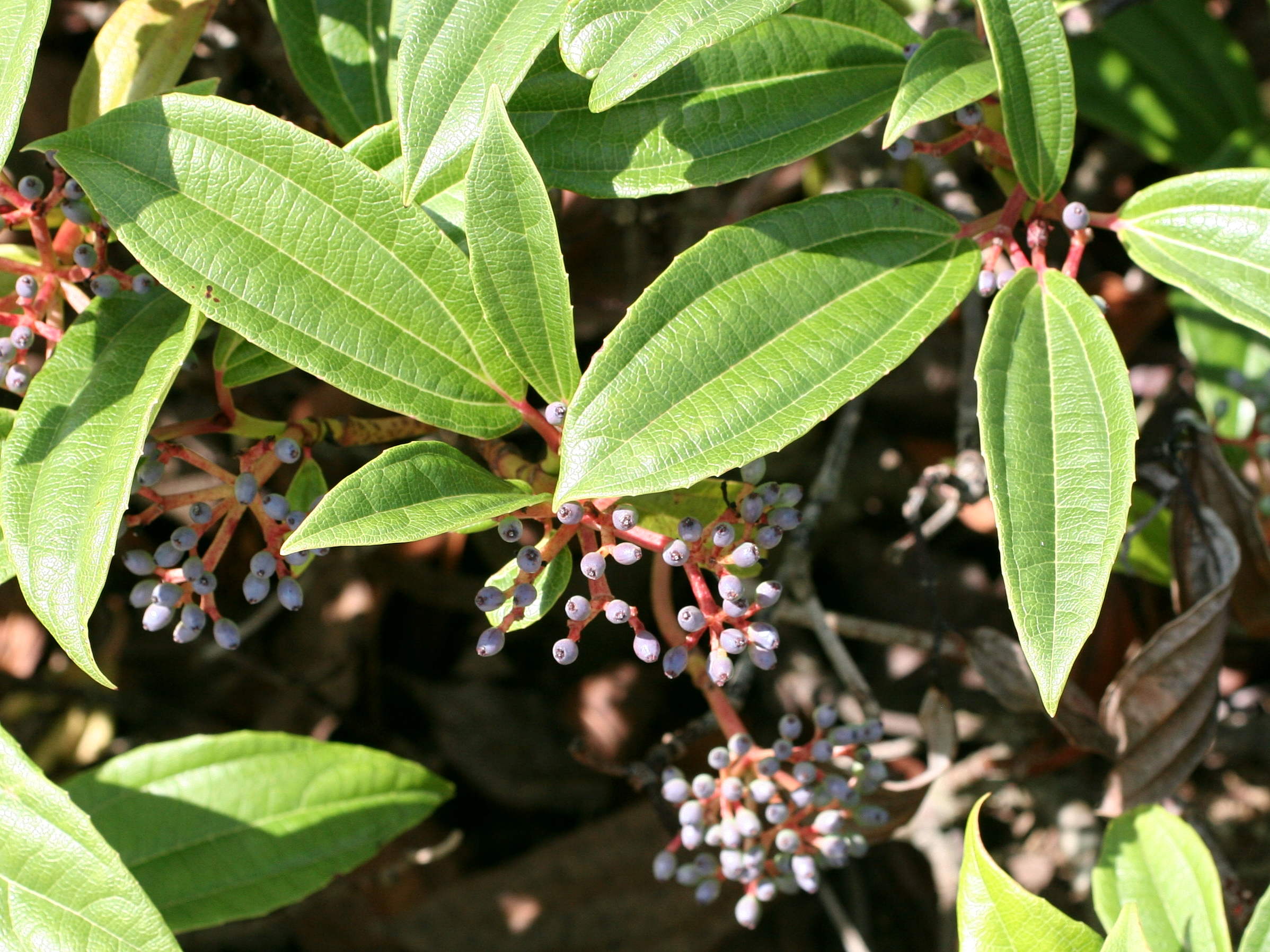 viburnum_davidii3md