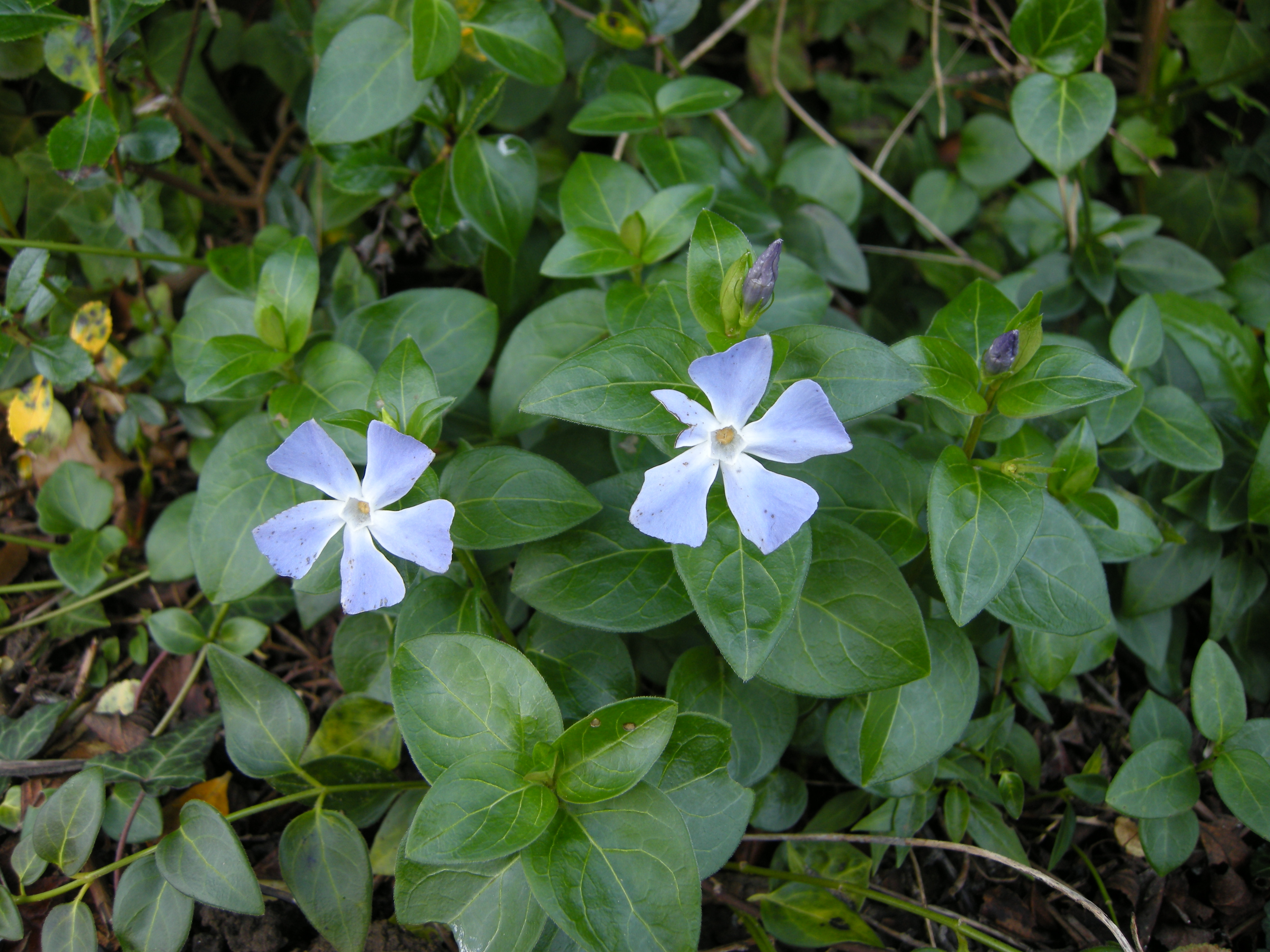 vinca_major1bmd