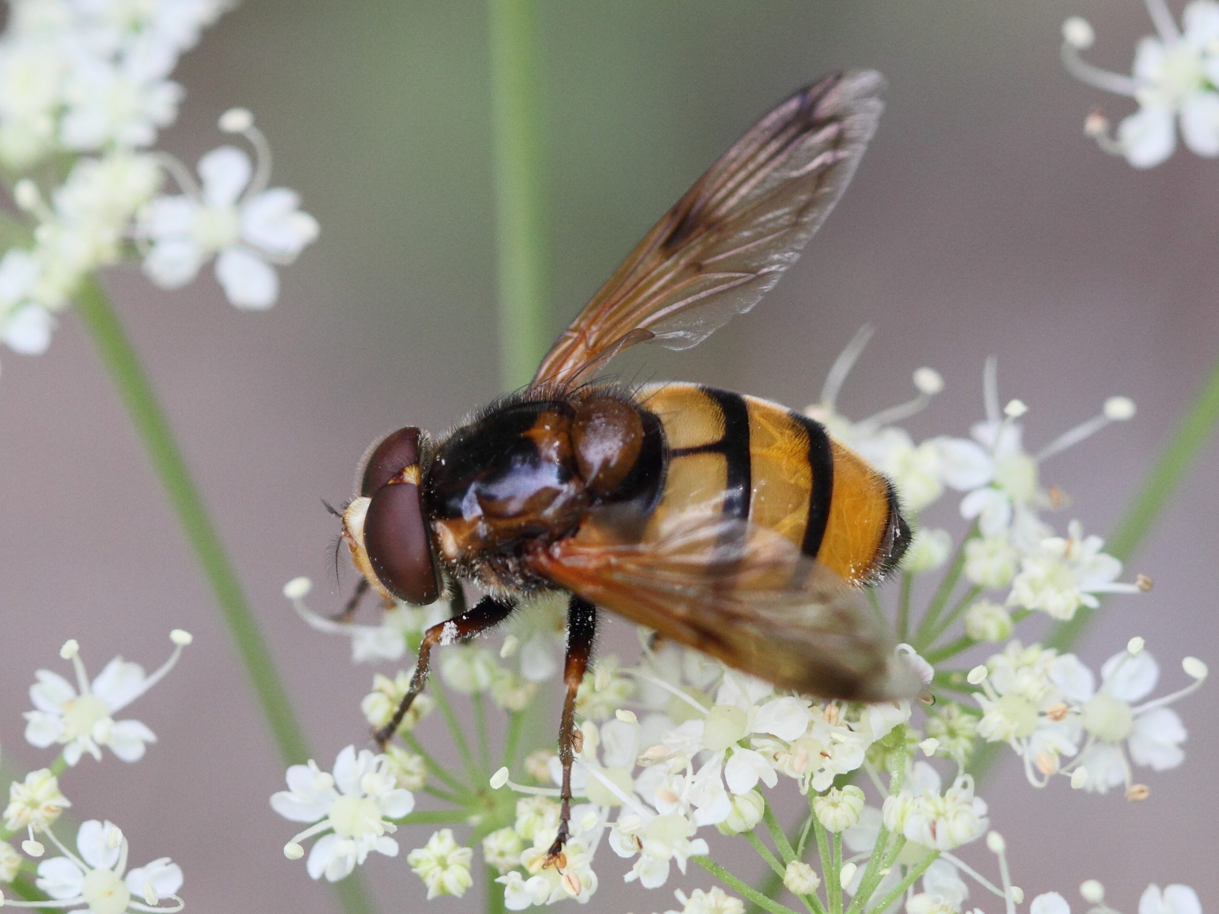 volucella_inanis2bd