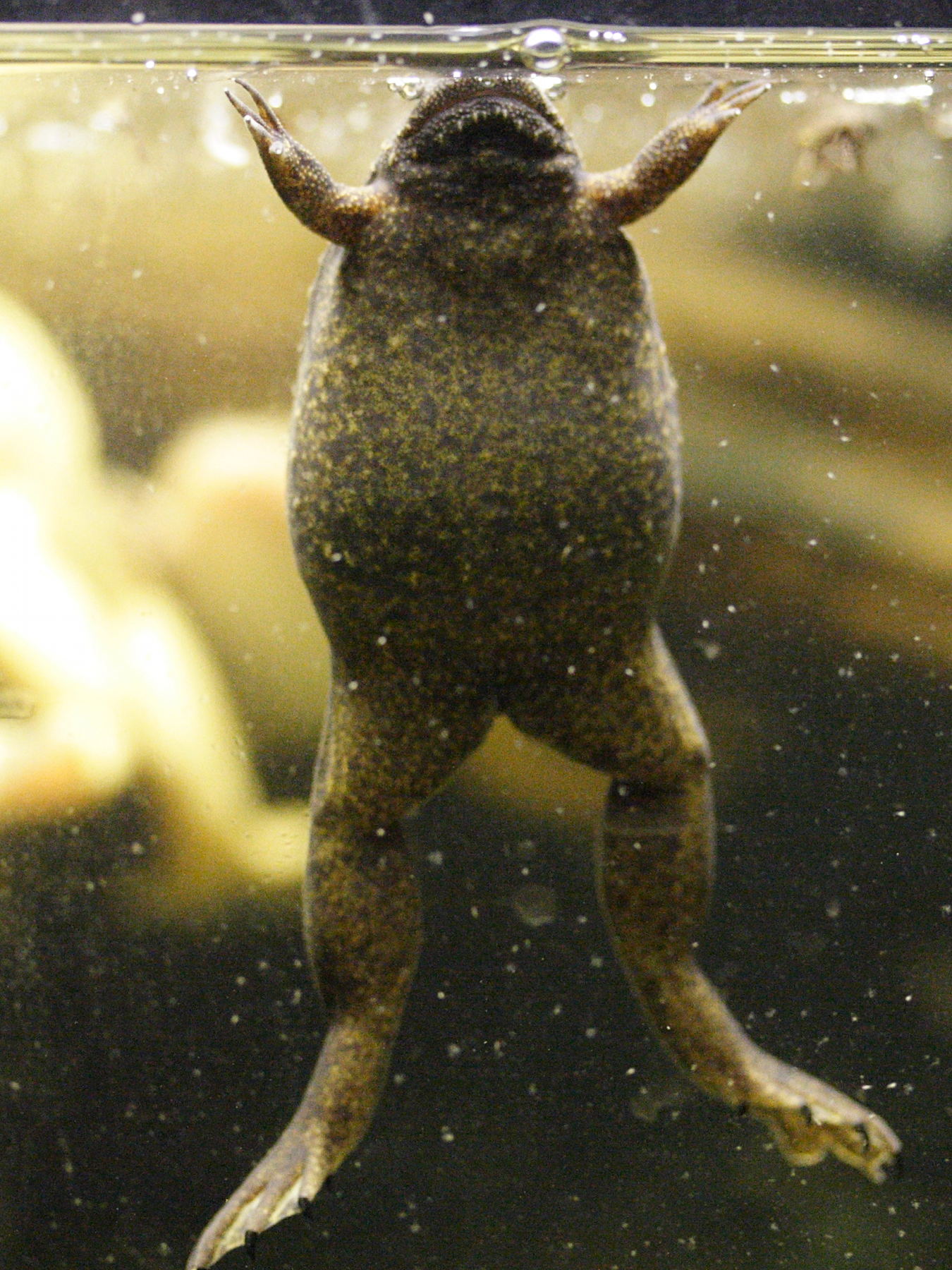 xenopus_laevis2md