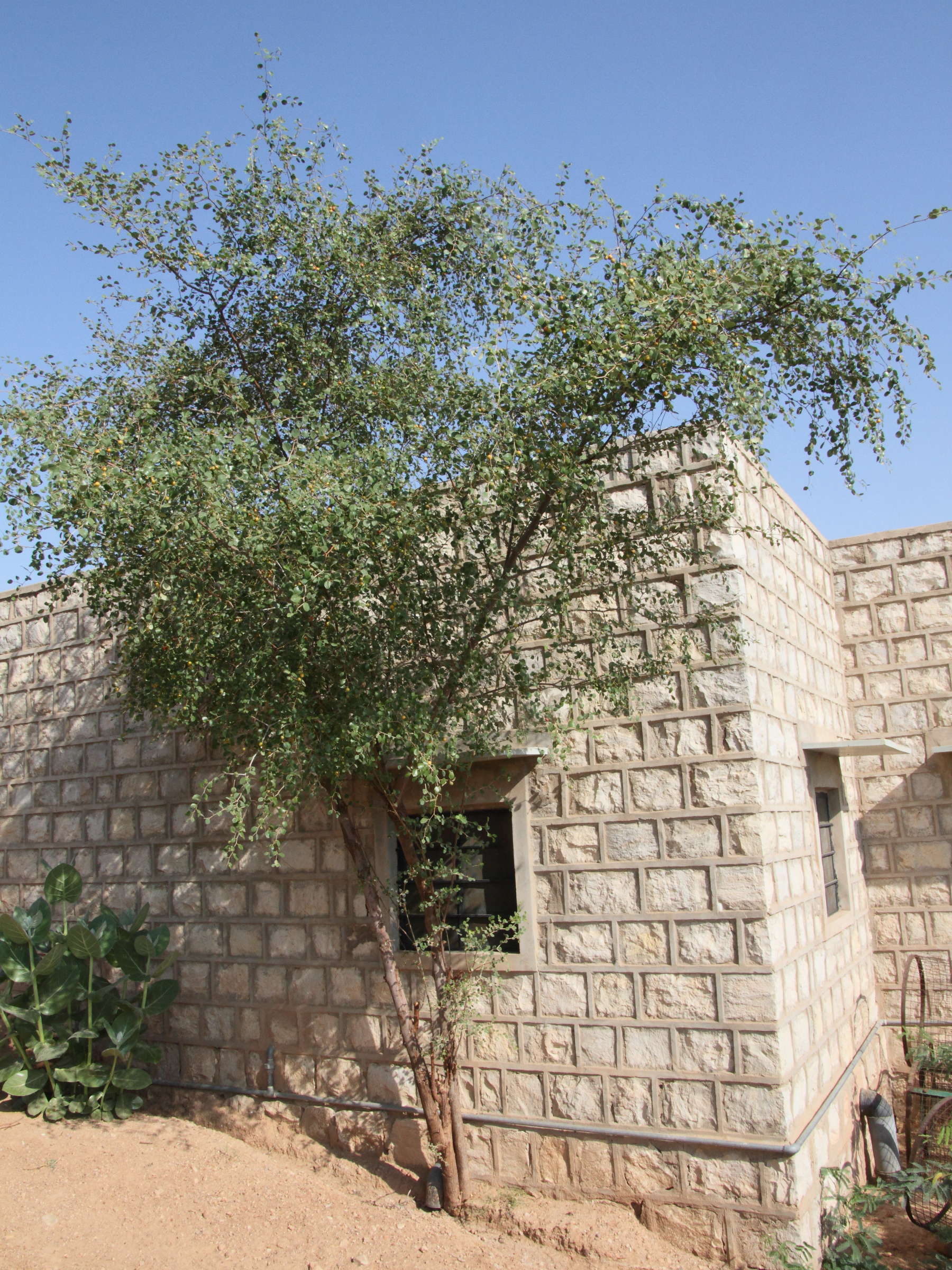 Afficher le média ziziphus_jujuba6md ziziphus_jujuba6md