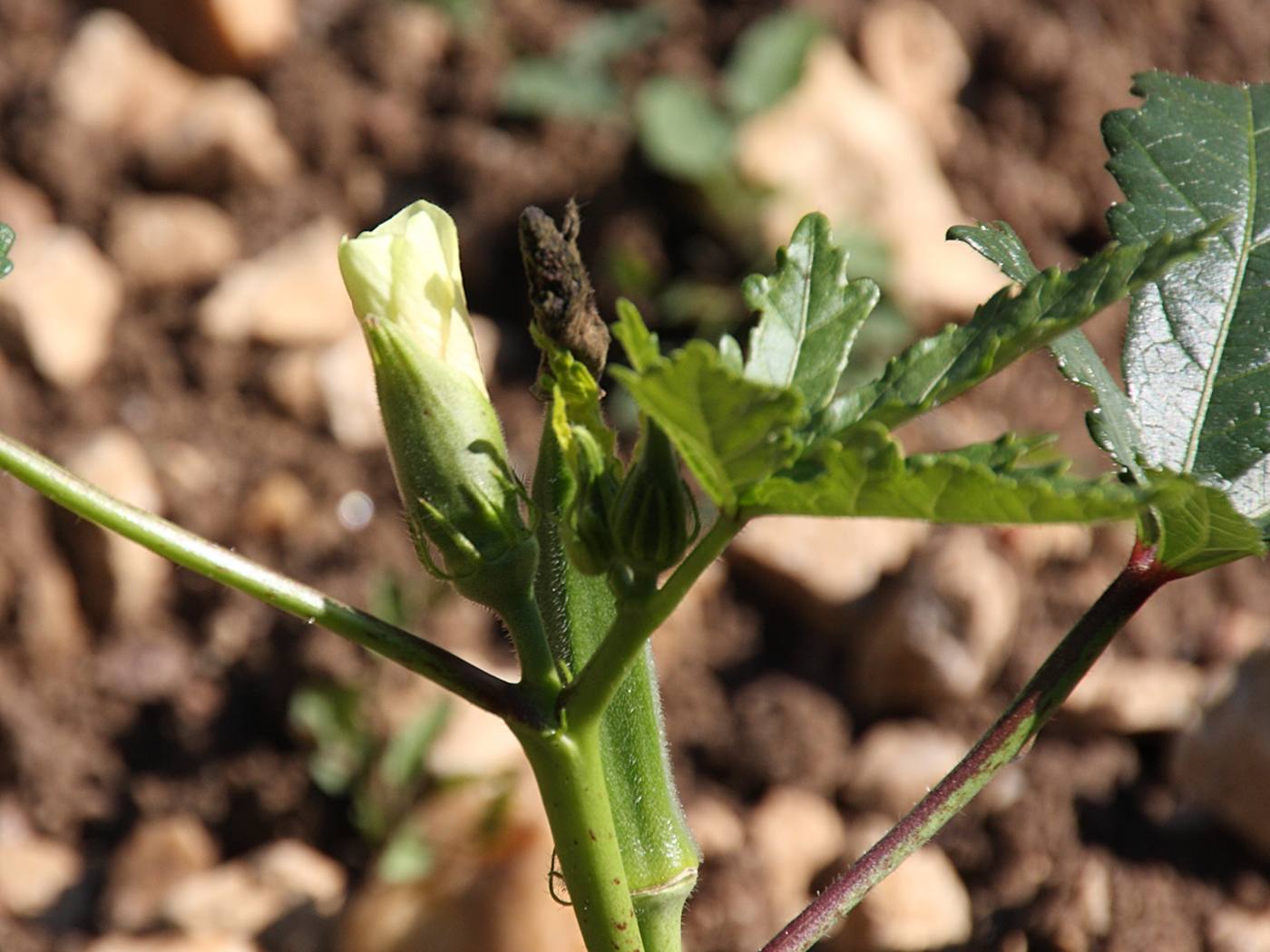 abelmoschus_esculentus2bd