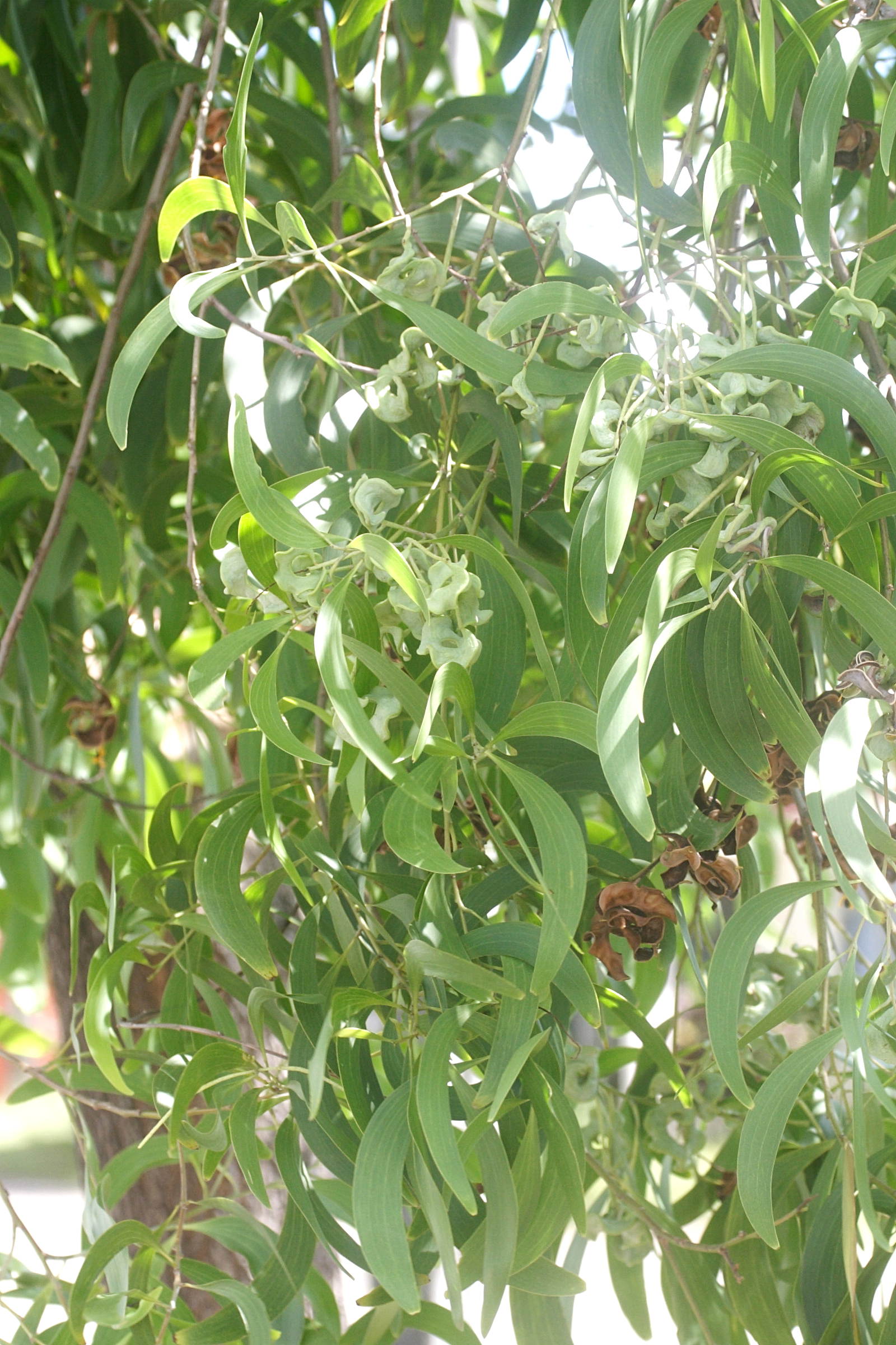 acacia_auriculiformis2md