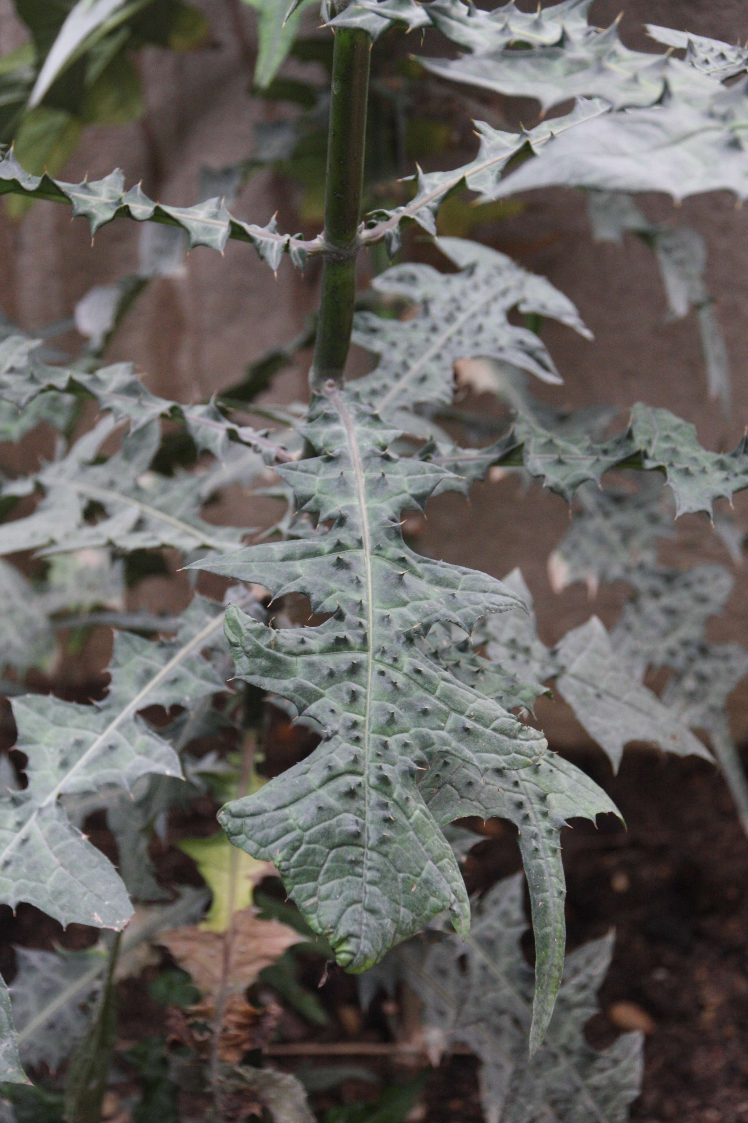 acanthus_montanus2bd