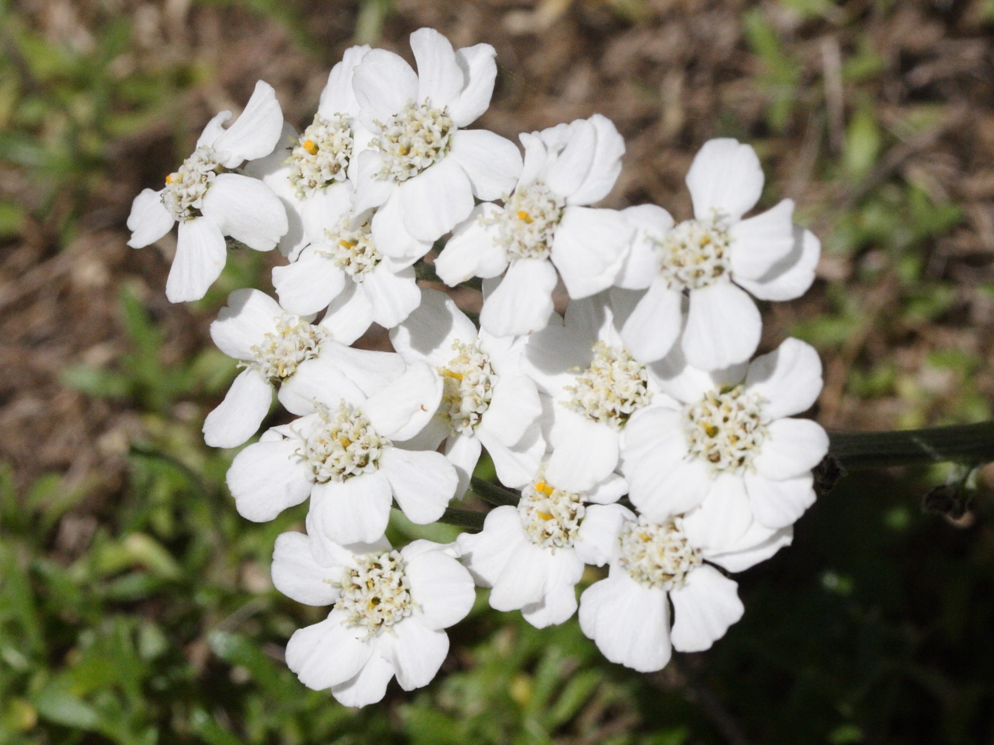 Afficher le média achillea_clavenae2md achillea_clavenae2md