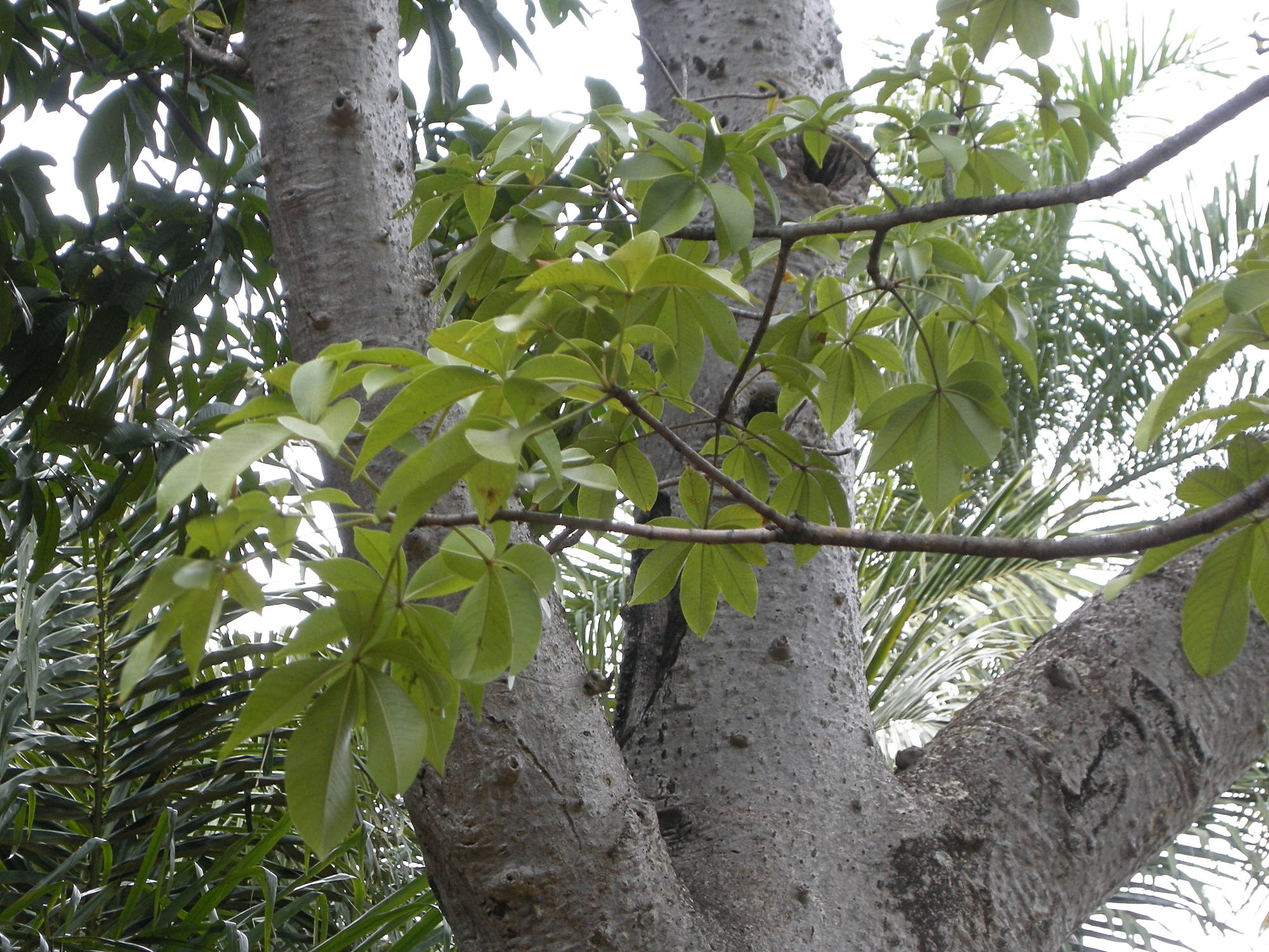 adansonia_digitata4md