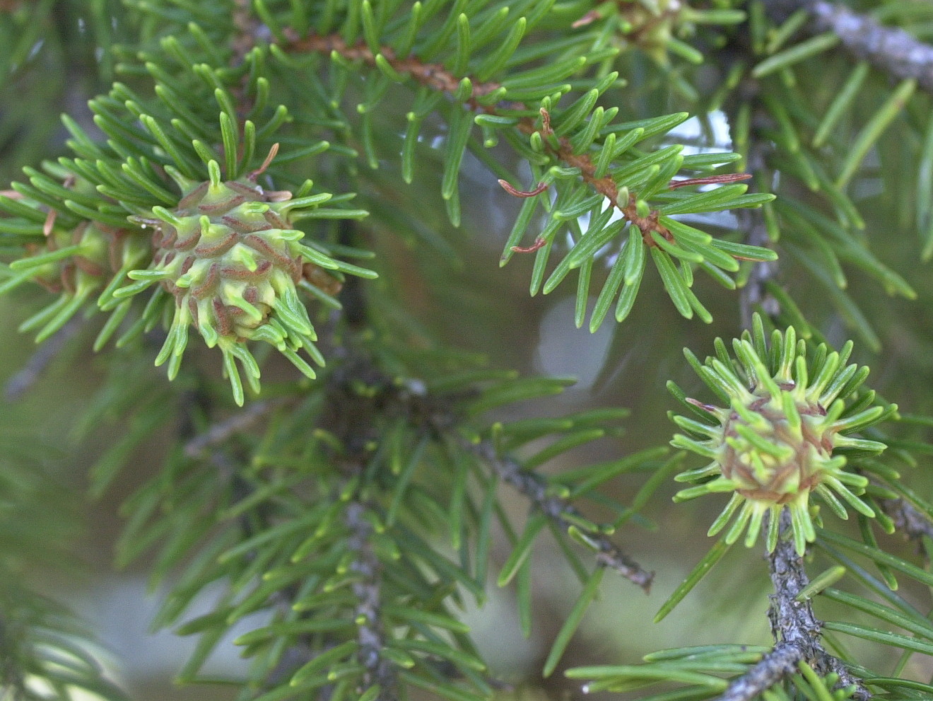 Afficher le média adelges_laricis_galle1md adelges_laricis_galle1md