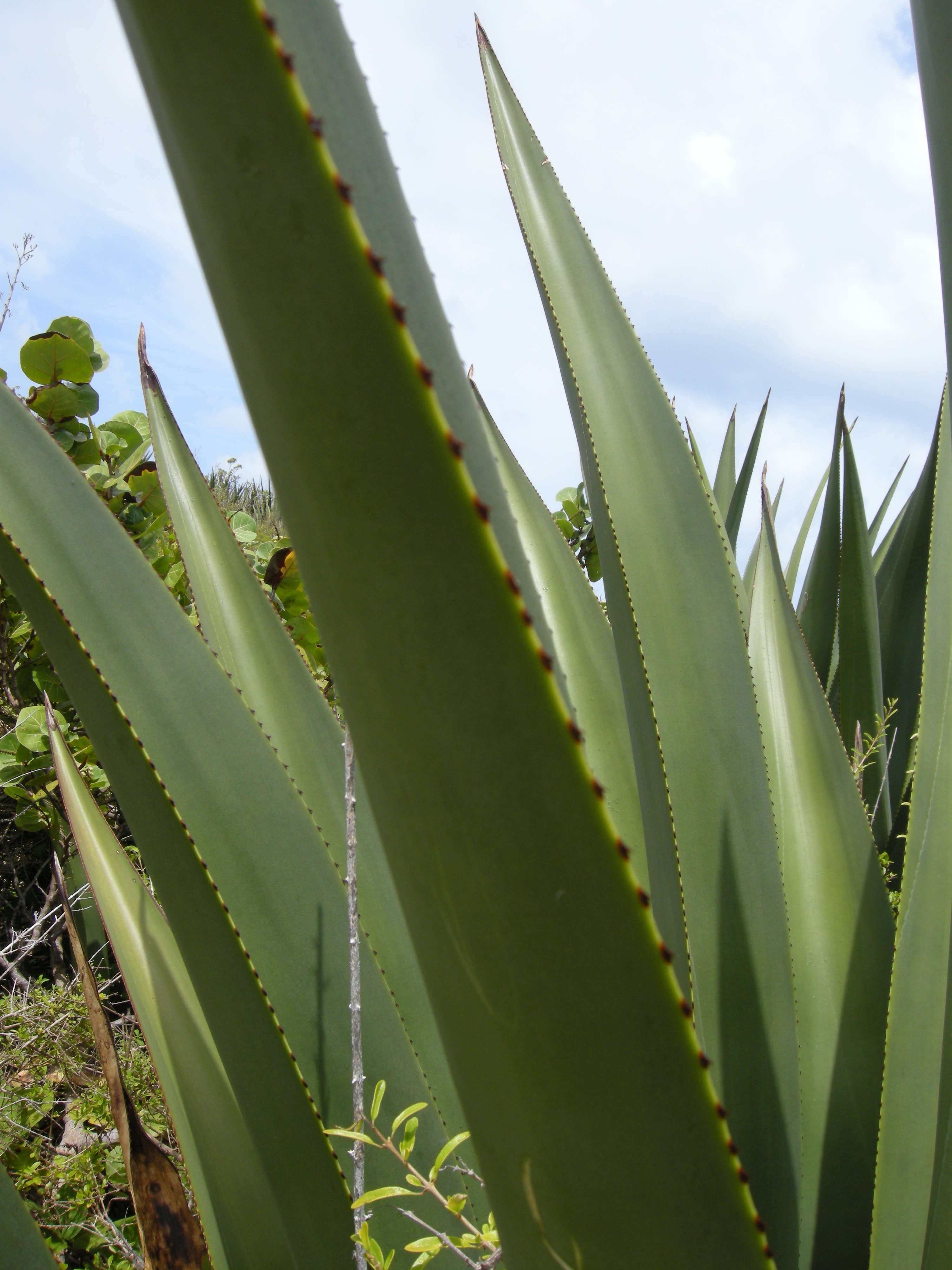 agave_karatto3md
