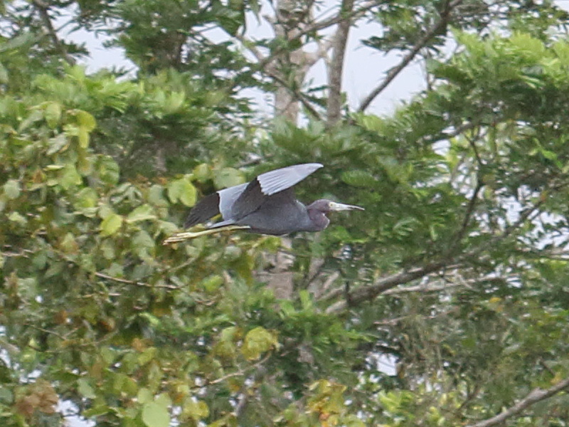aigrette_bleue_-_egretta_caerulea2bd