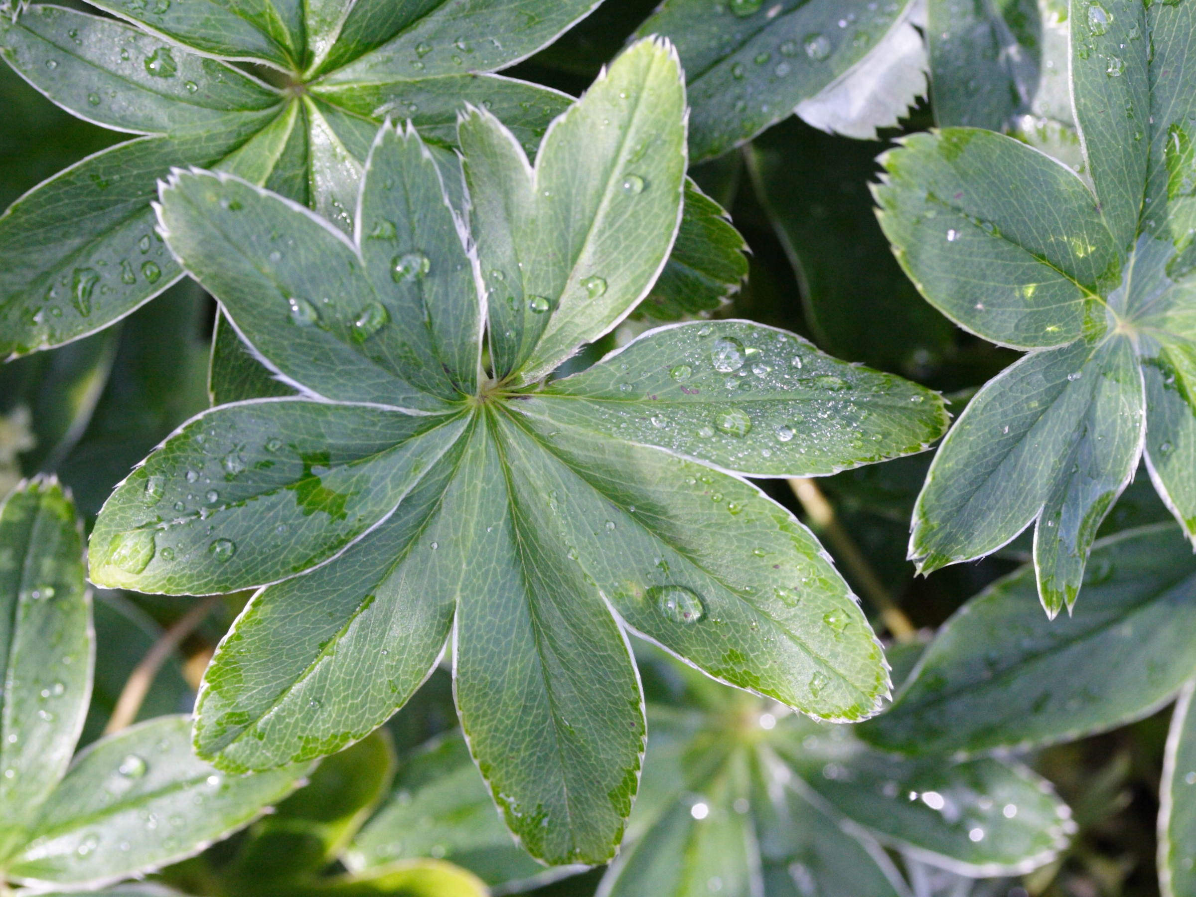 alchemilla_conjuncta2md