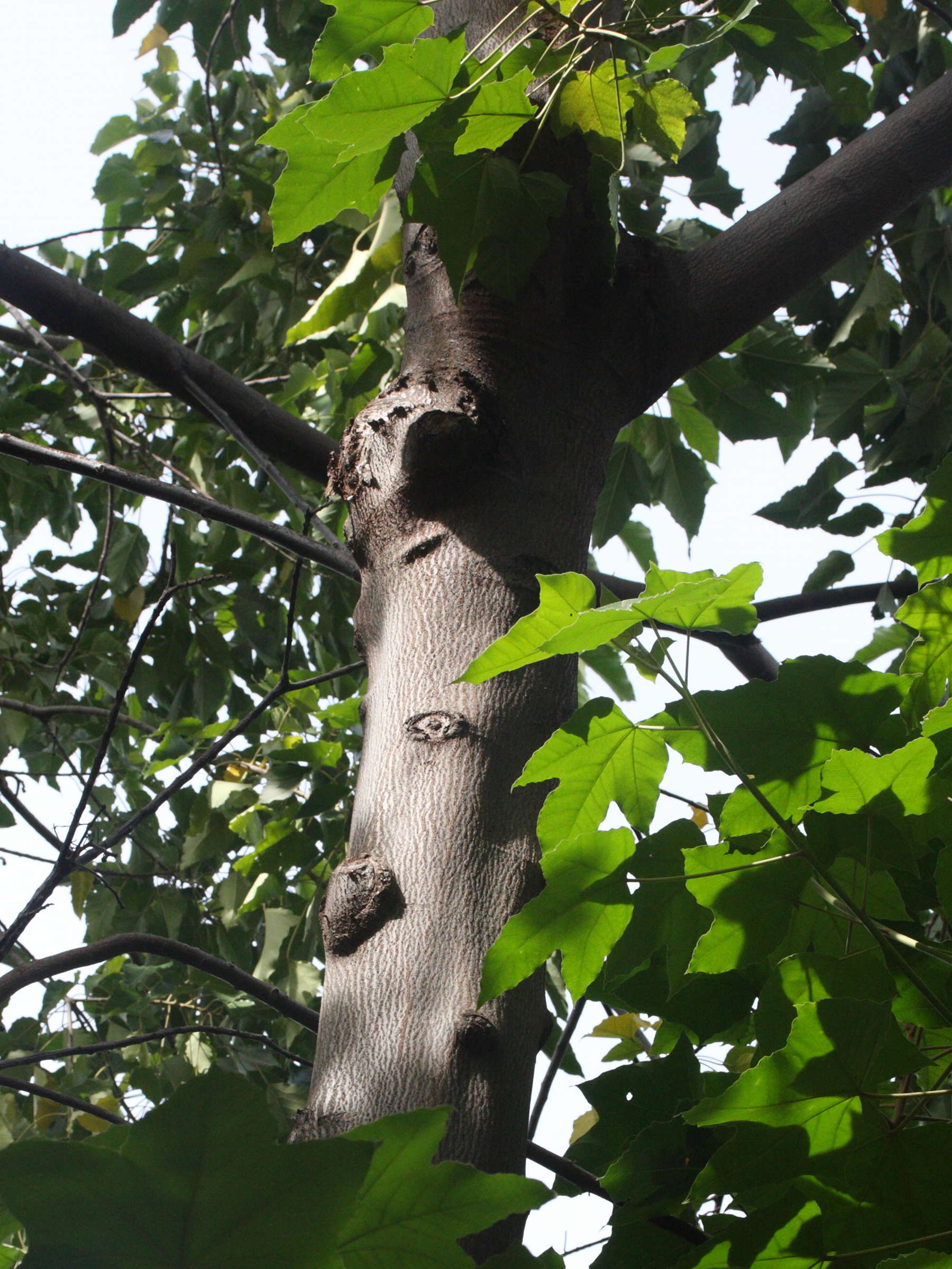 aleurites_moluccana5md