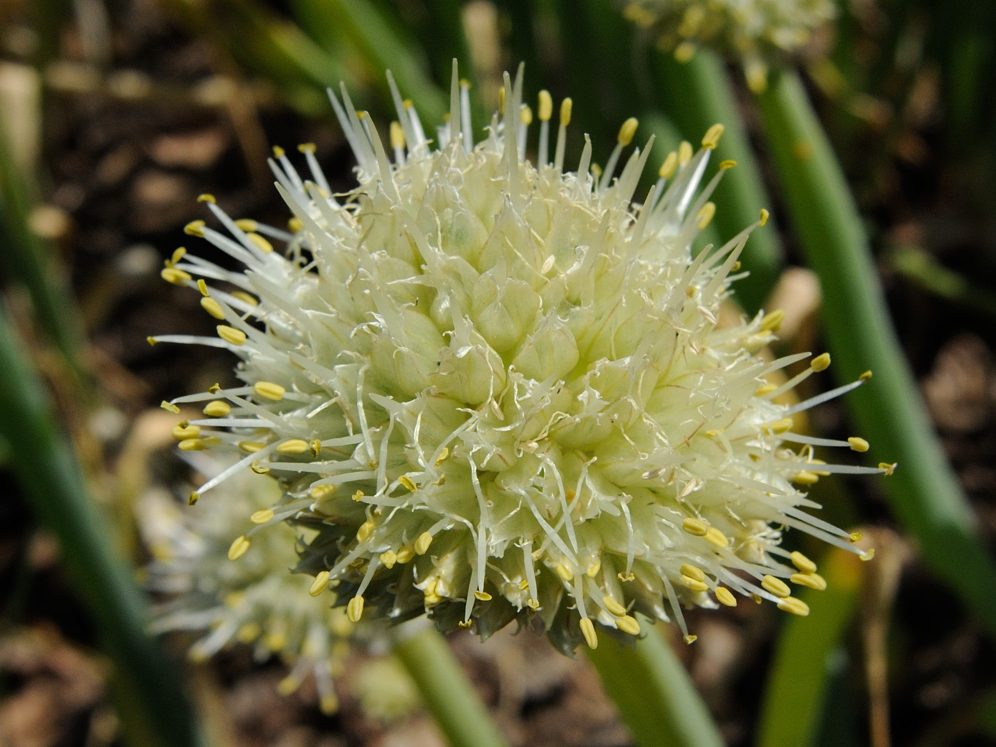 allium_fistulosum3md