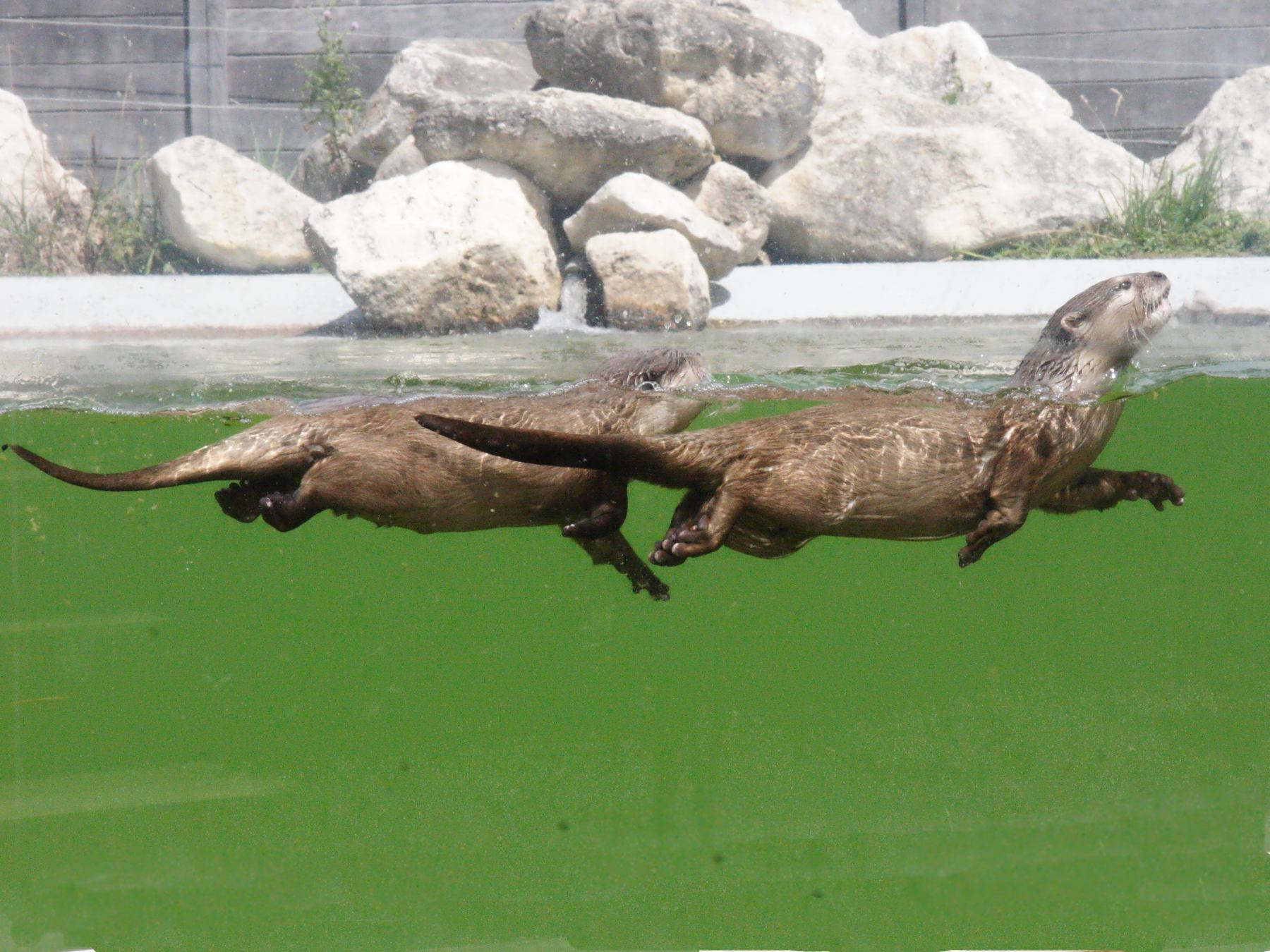 amblonyx_cinereus3md