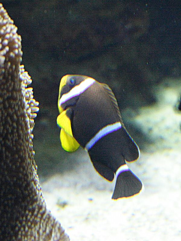 amphiprion_chrysogaster2md