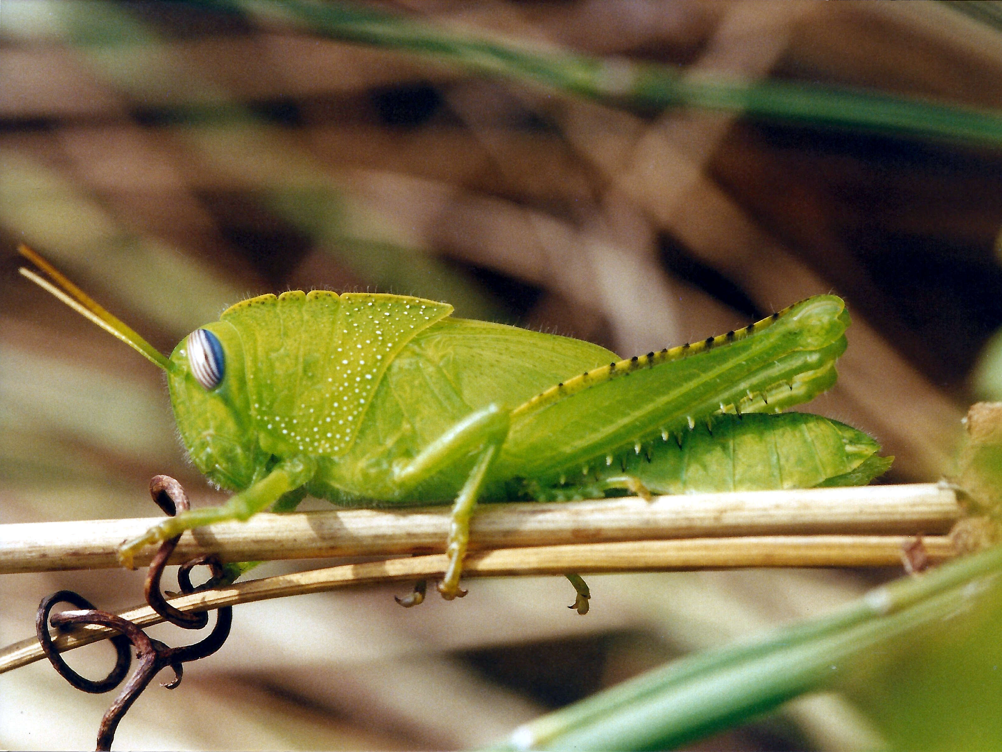 anacridium_aegyptium_juv2md