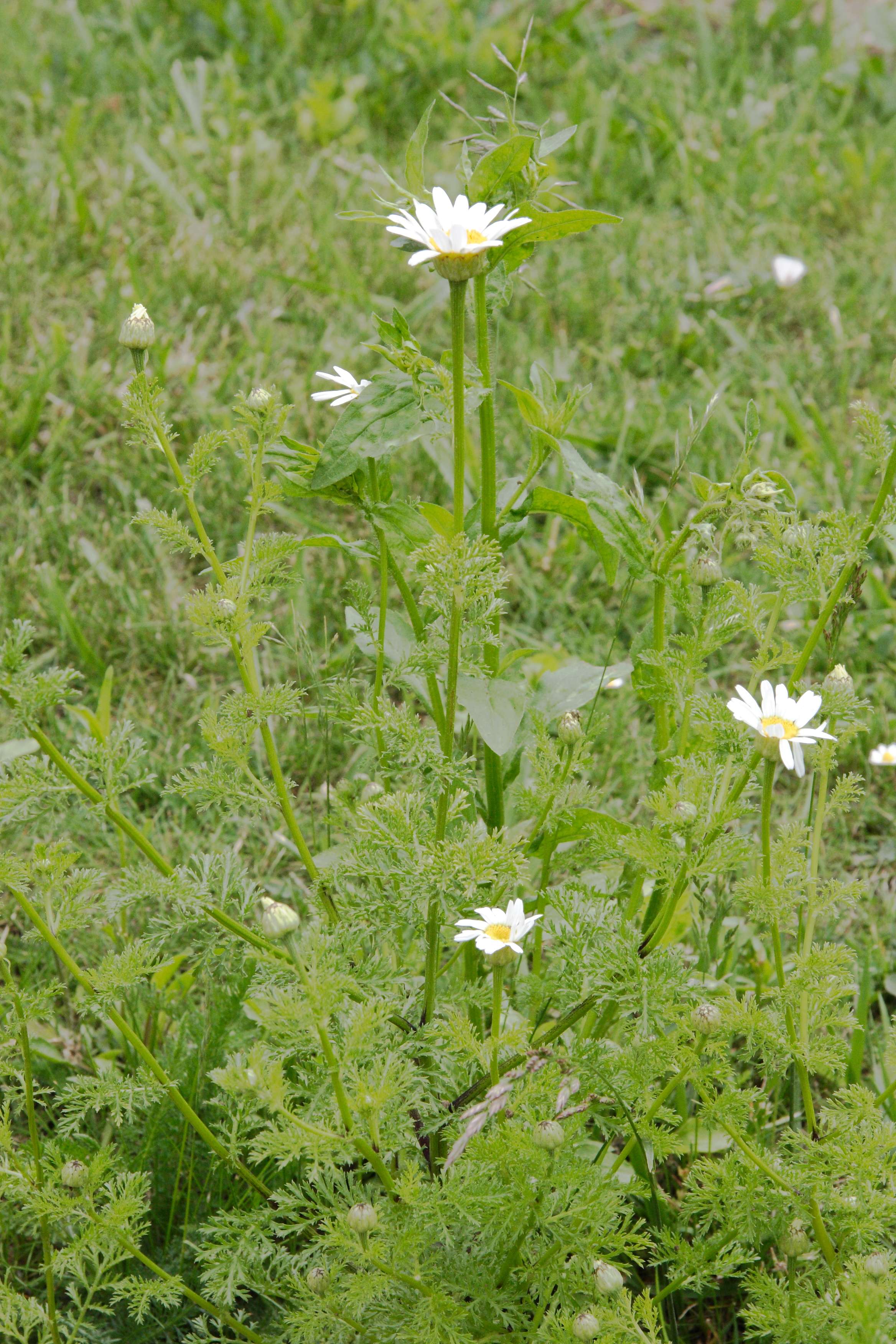 anacyclus_officinarum1md