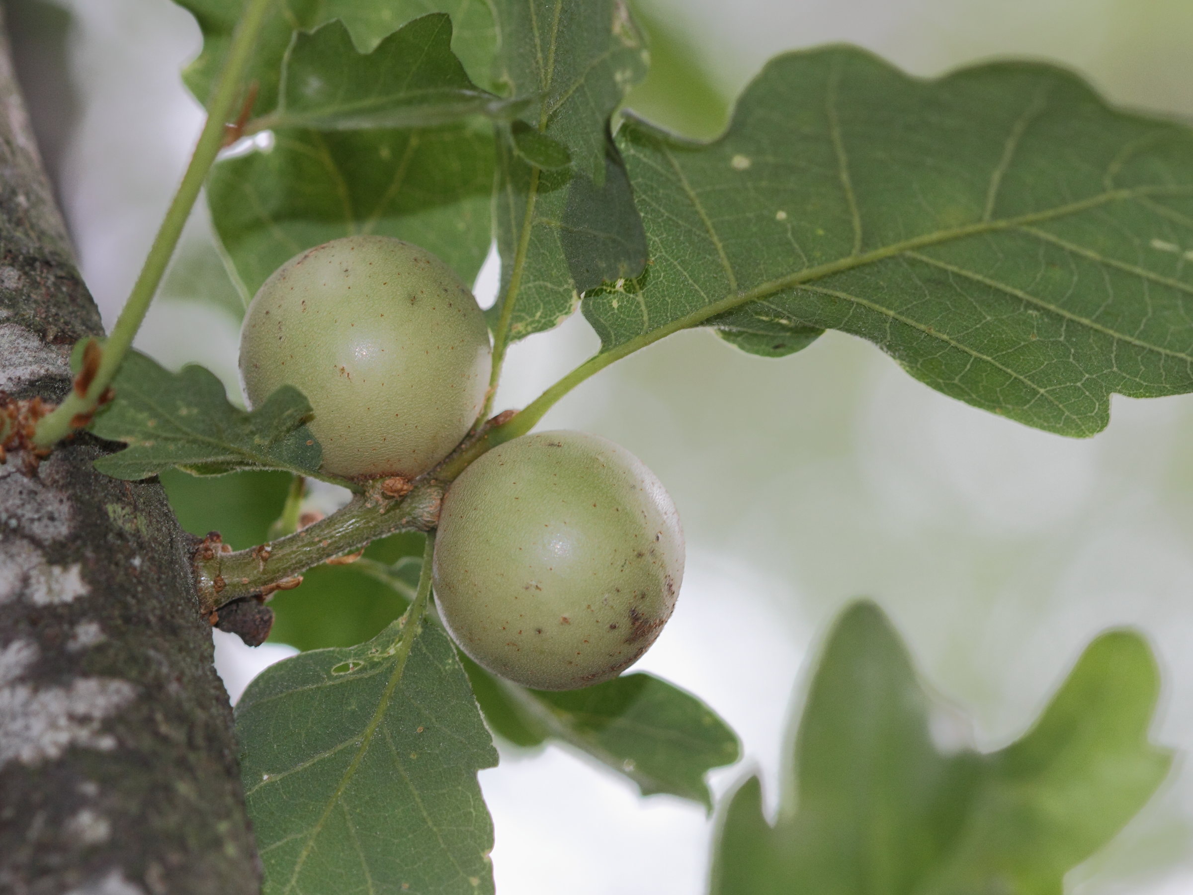 andricus_kollari_galle3md