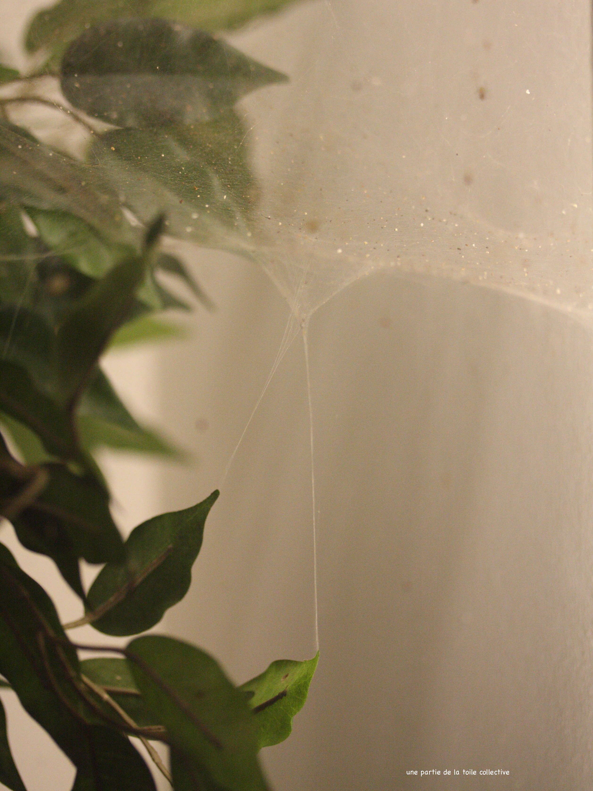 anelosimus_eximius2md