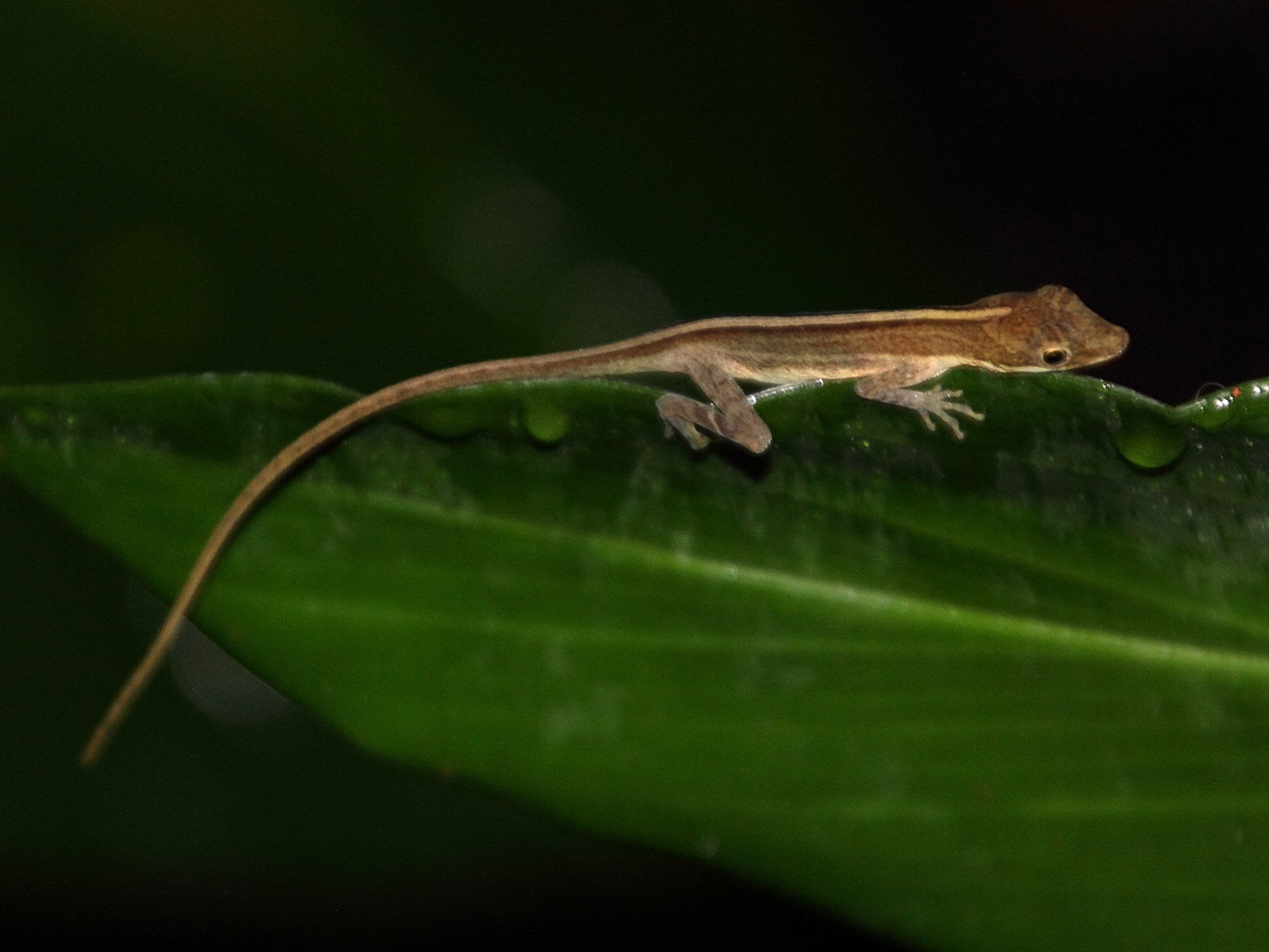 anolis_limifrons1md