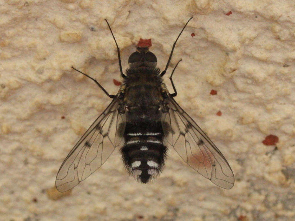 anthrax_binotatus1md