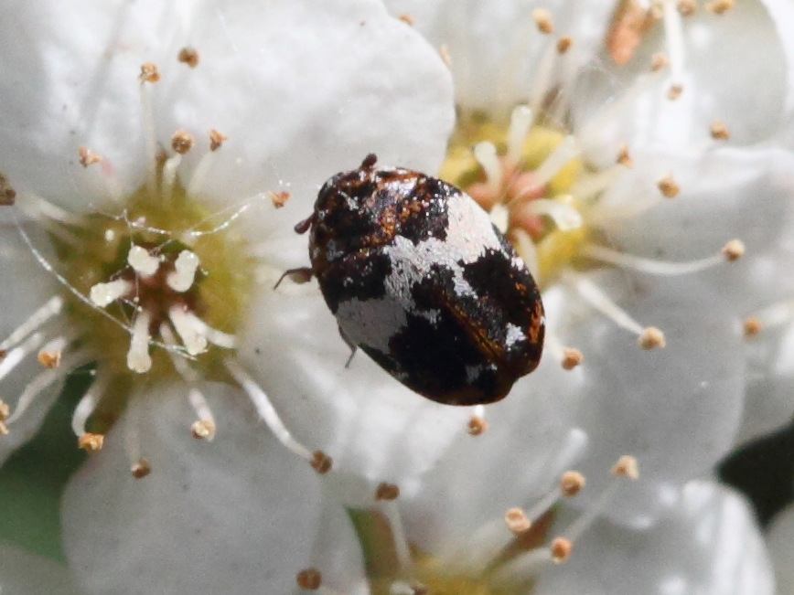 anthrenus_pimpinellae1bd