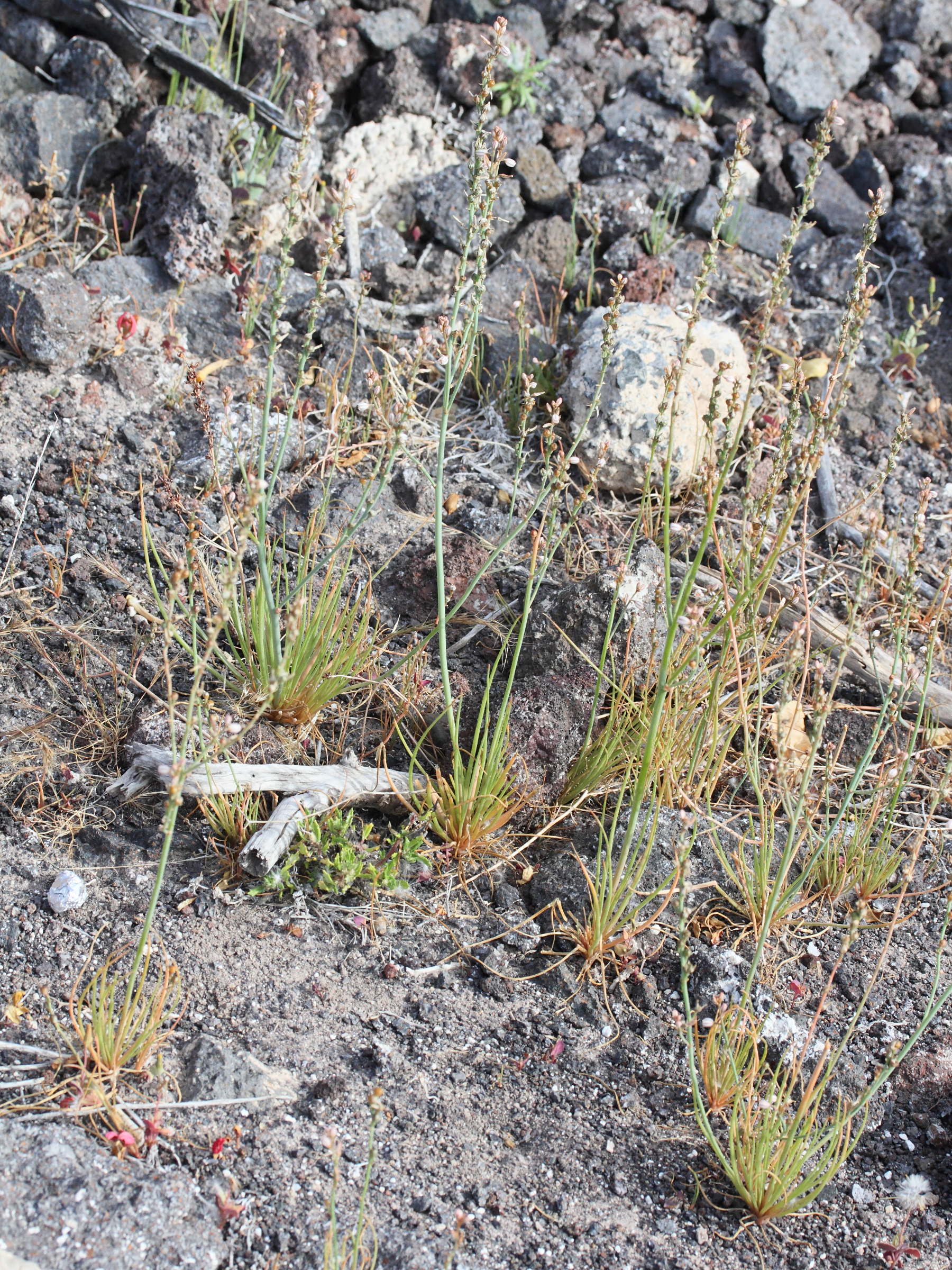 Afficher le média asphodelus_tenuifolius1md asphodelus_tenuifolius1md