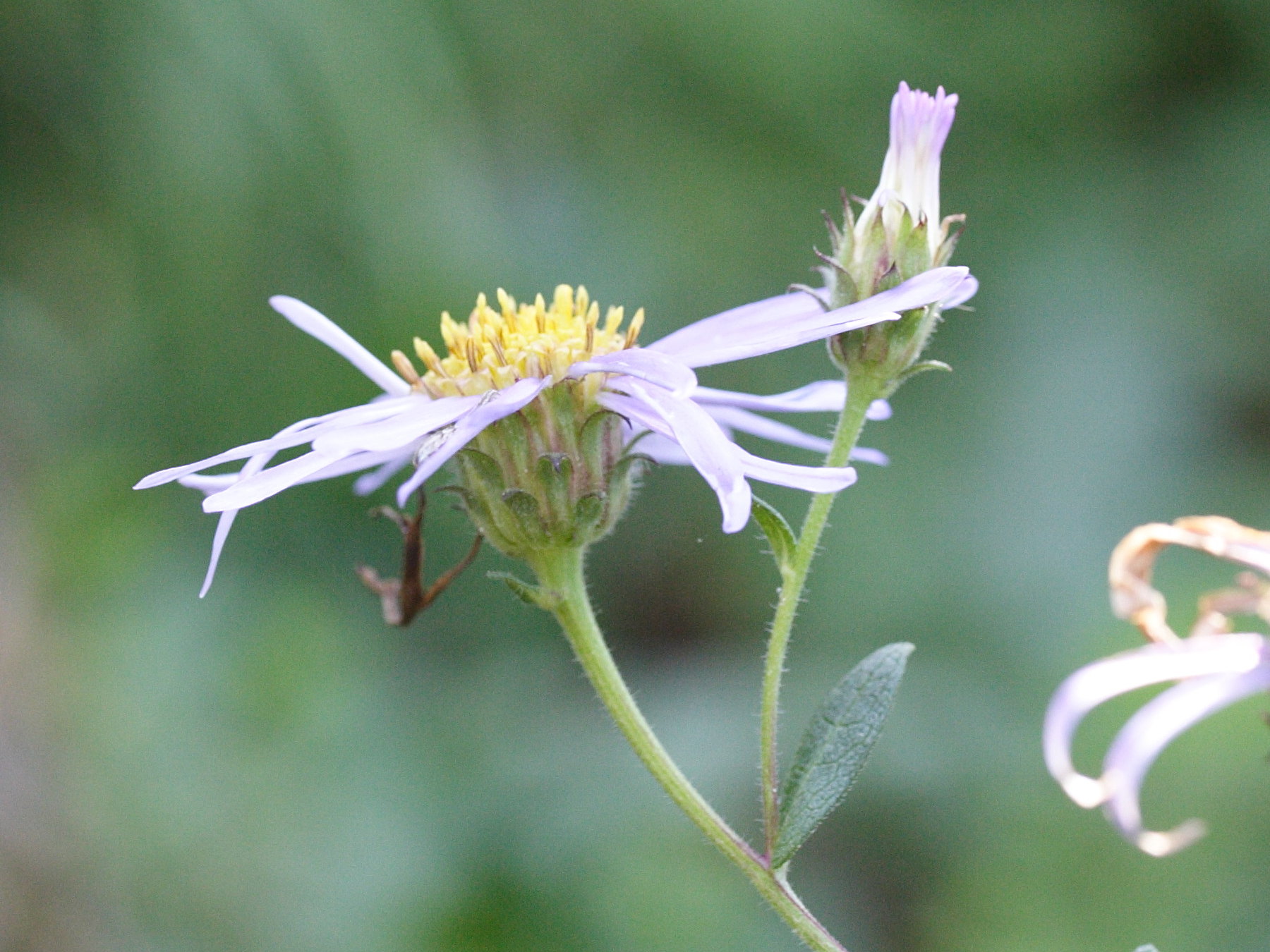 Aster_pyrenaeus