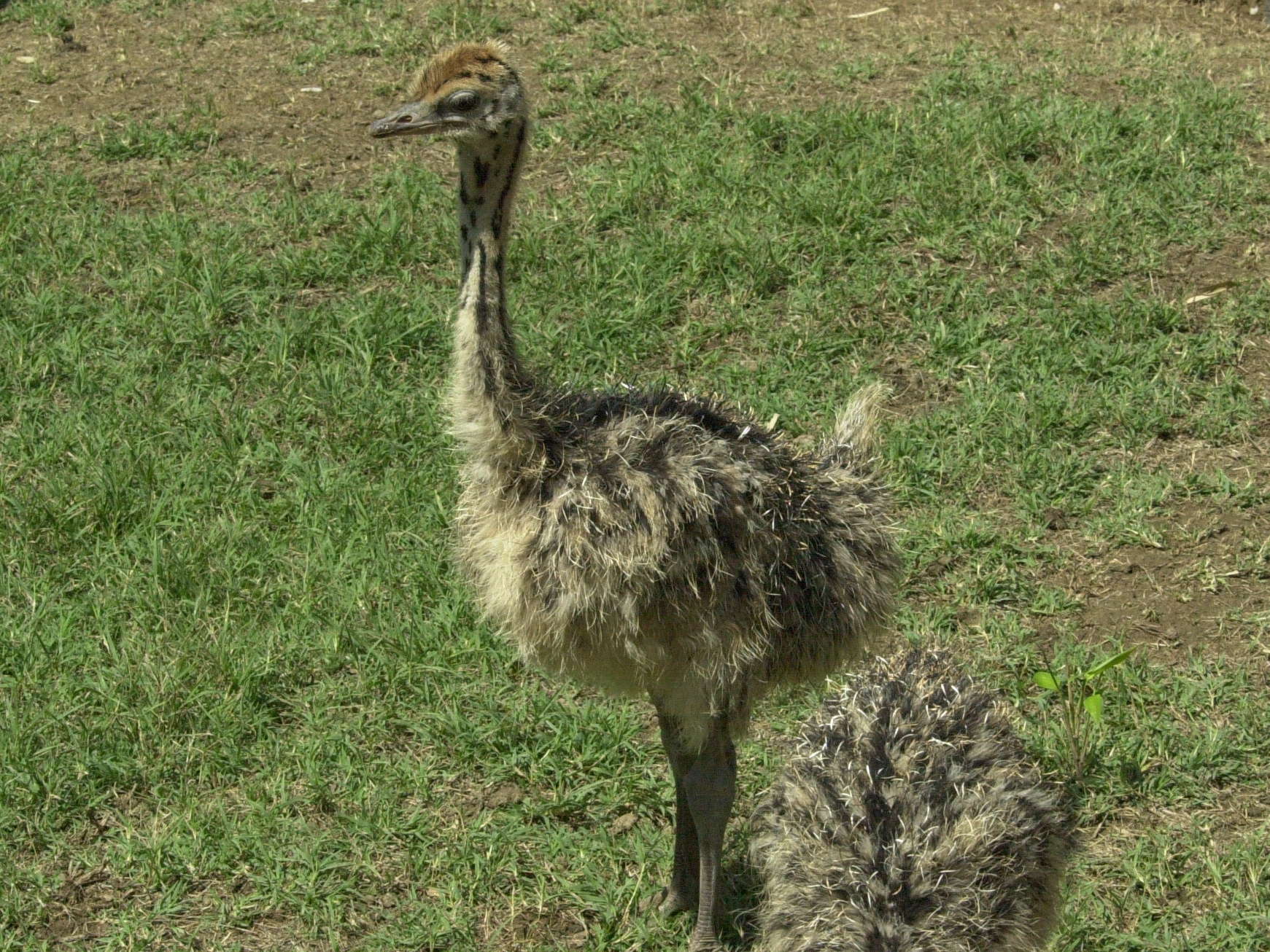 autruche_d-afrique_-_struthio_camelus3amd