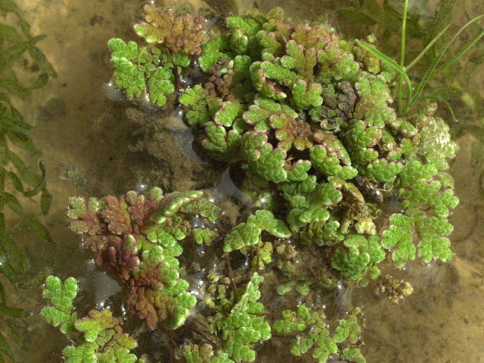 Azolla_filiculoides