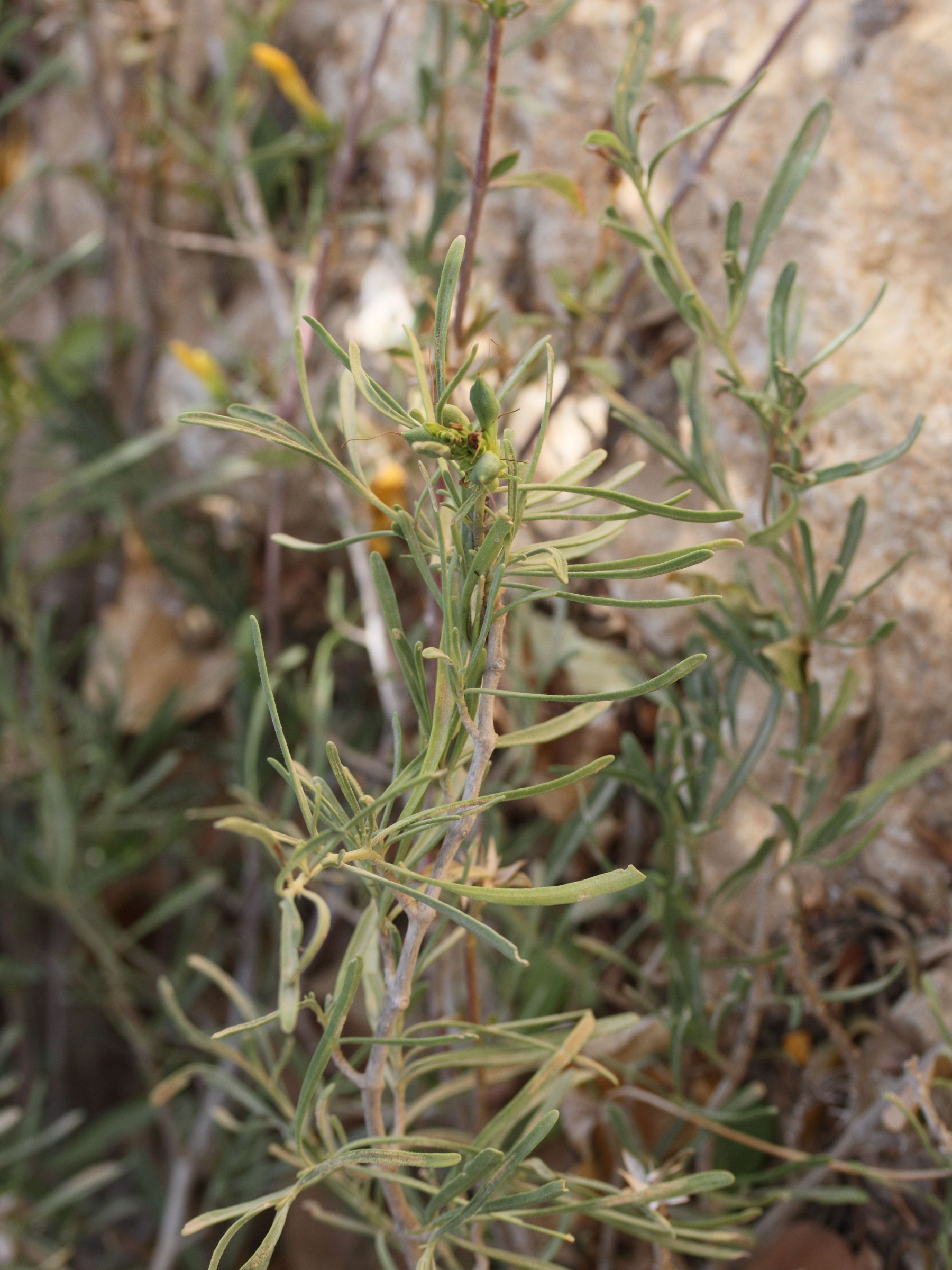 barleria_parvispina1md