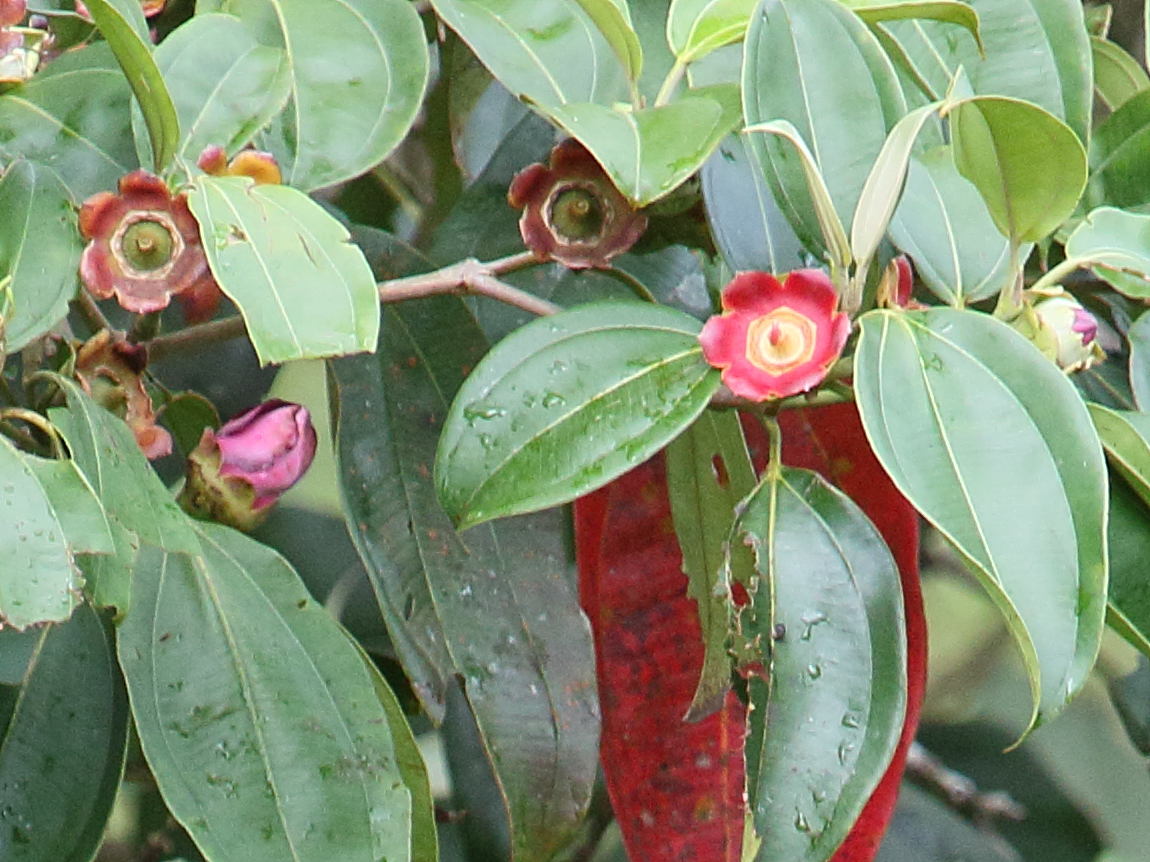 blakea_scarlatina2bd