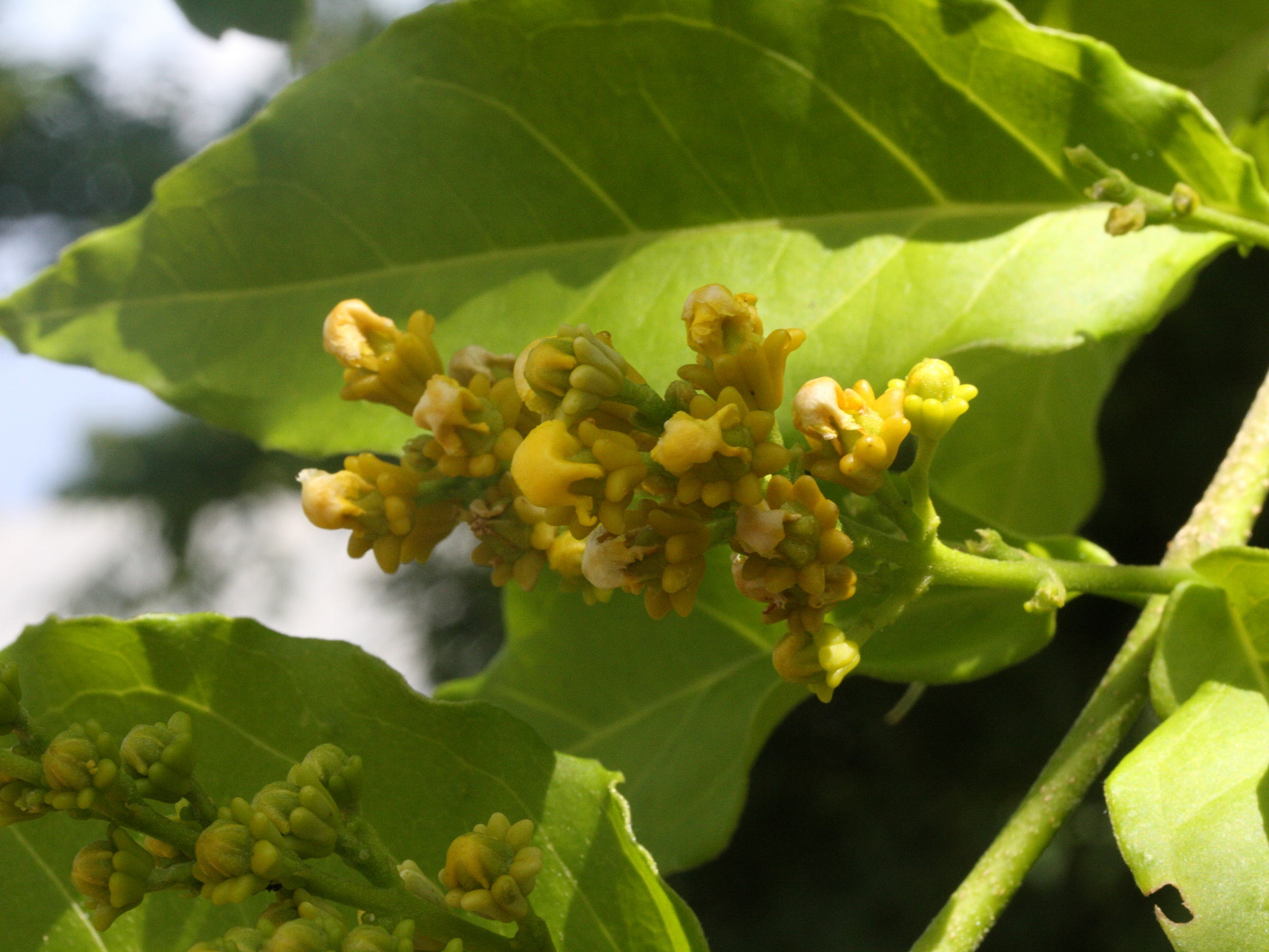 Afficher le média bunchosia_armeniaca2md bunchosia_armeniaca2md