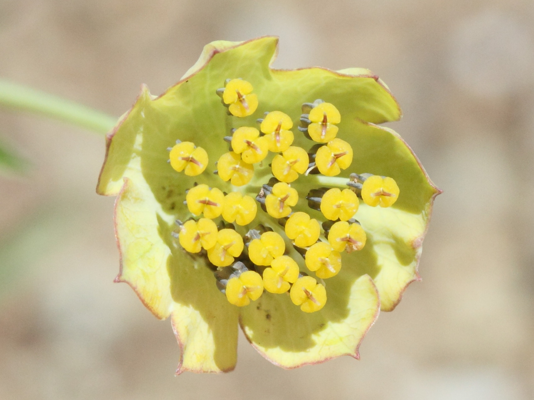 bupleurum_stellatum4md