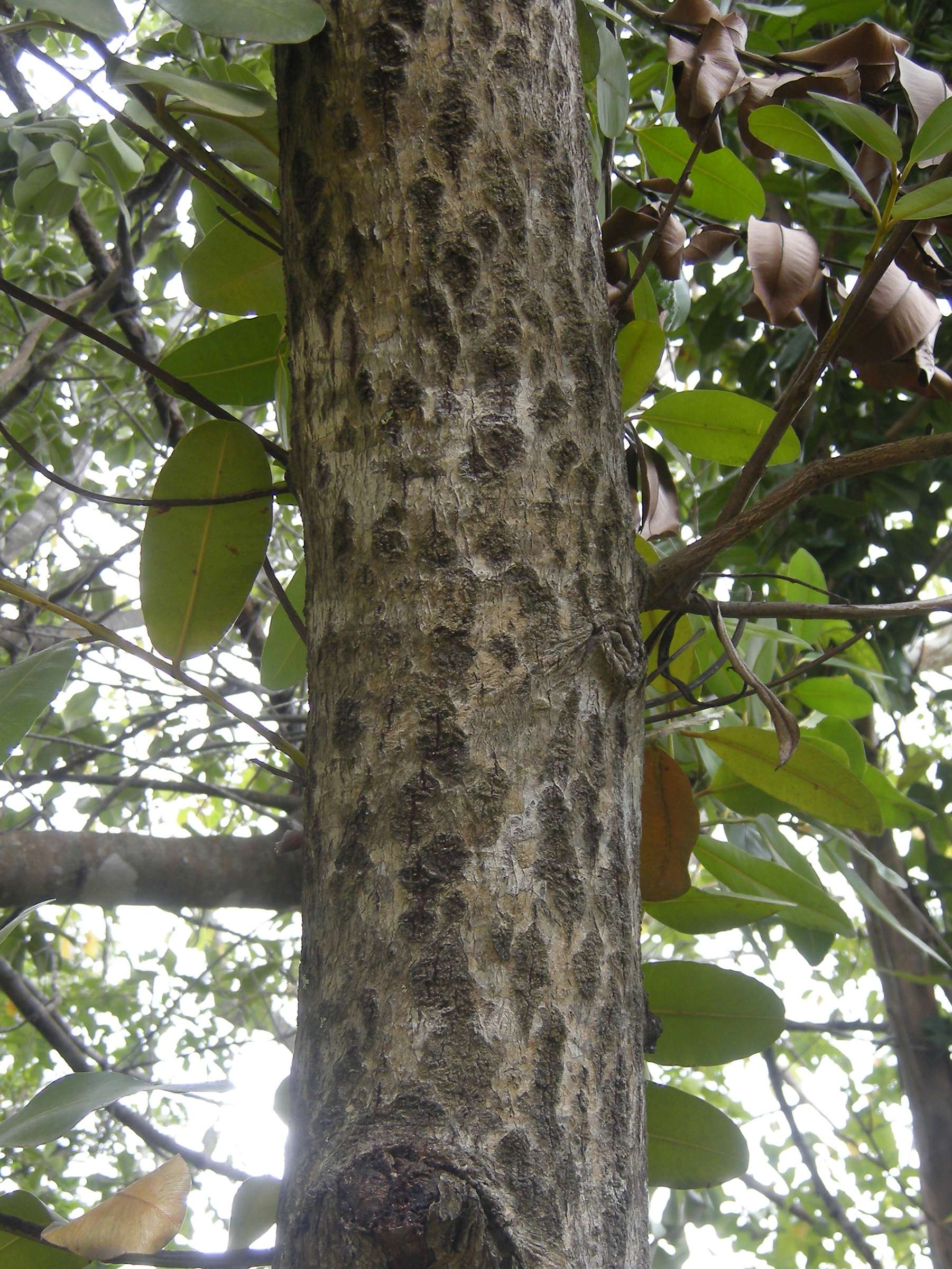 calophyllum_calaba3md