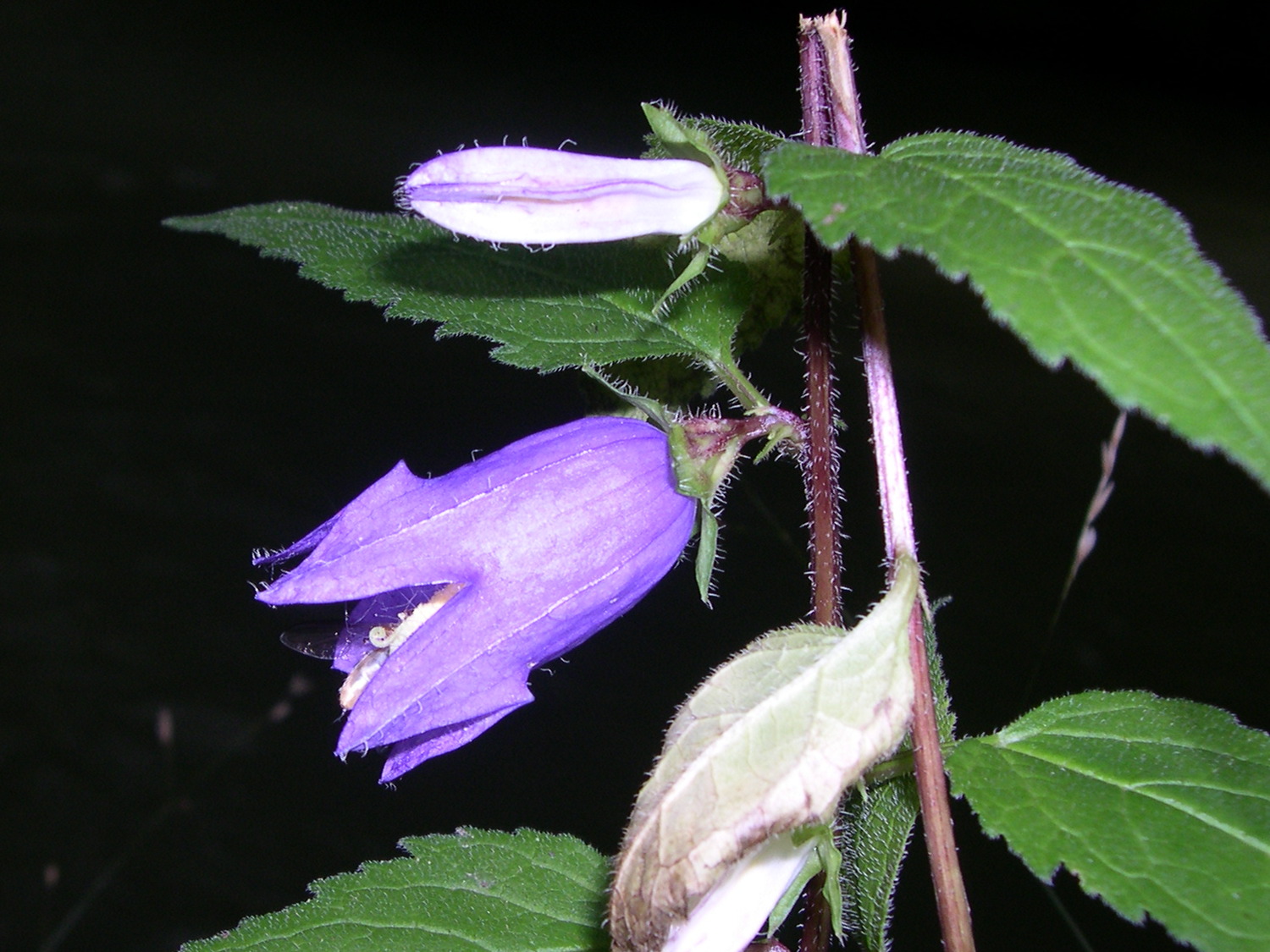 campanula_rapunculoides2md