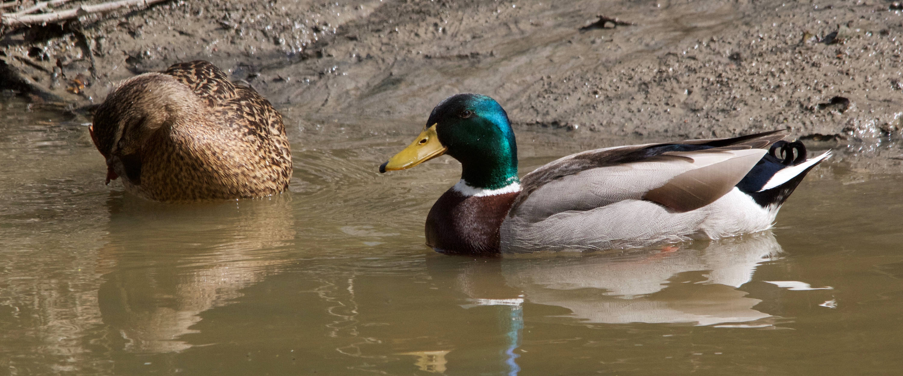 canard_colvert_-_anas_platyrhynchos7md