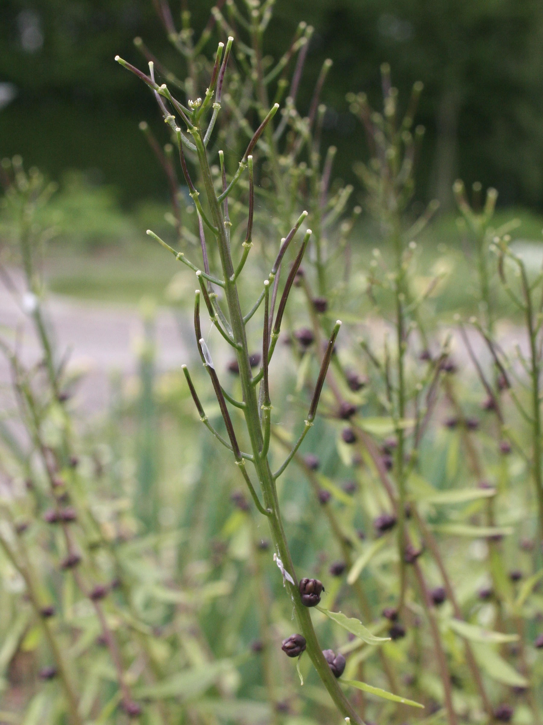 Afficher le média cardamine_bulbifera2md cardamine_bulbifera2md