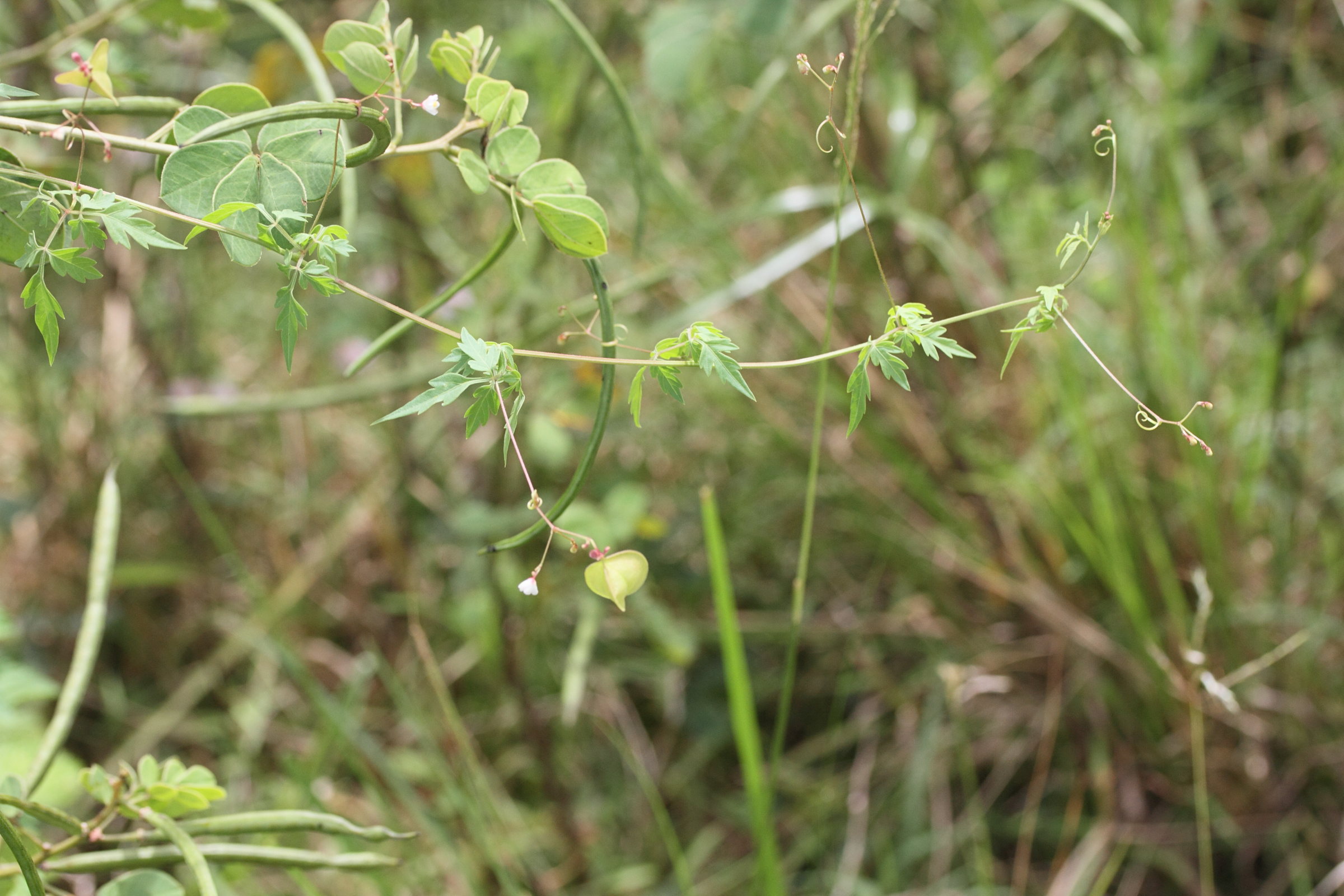 Afficher le média cardiospermum_halicacabum1md cardiospermum_halicacabum1md