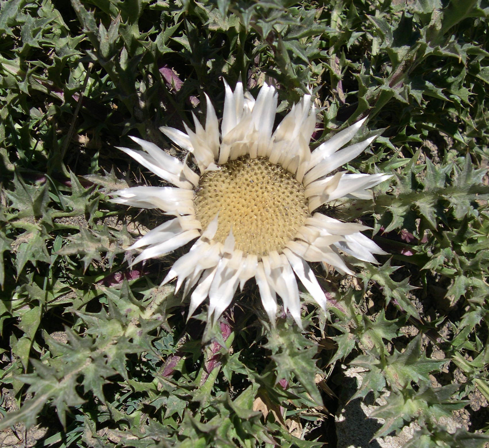 Afficher le média carlina_acaulis4sd carlina_acaulis4sd