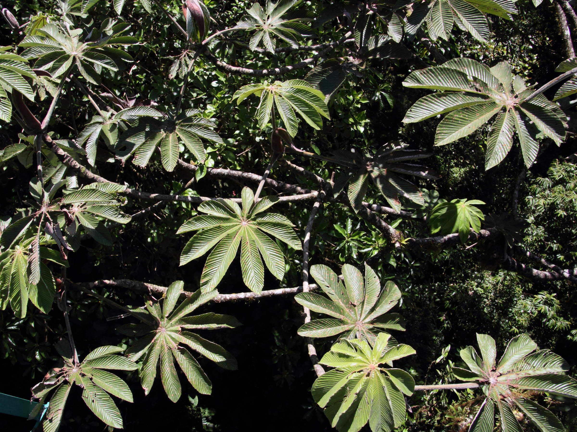 cecropia_polyphlebia4md