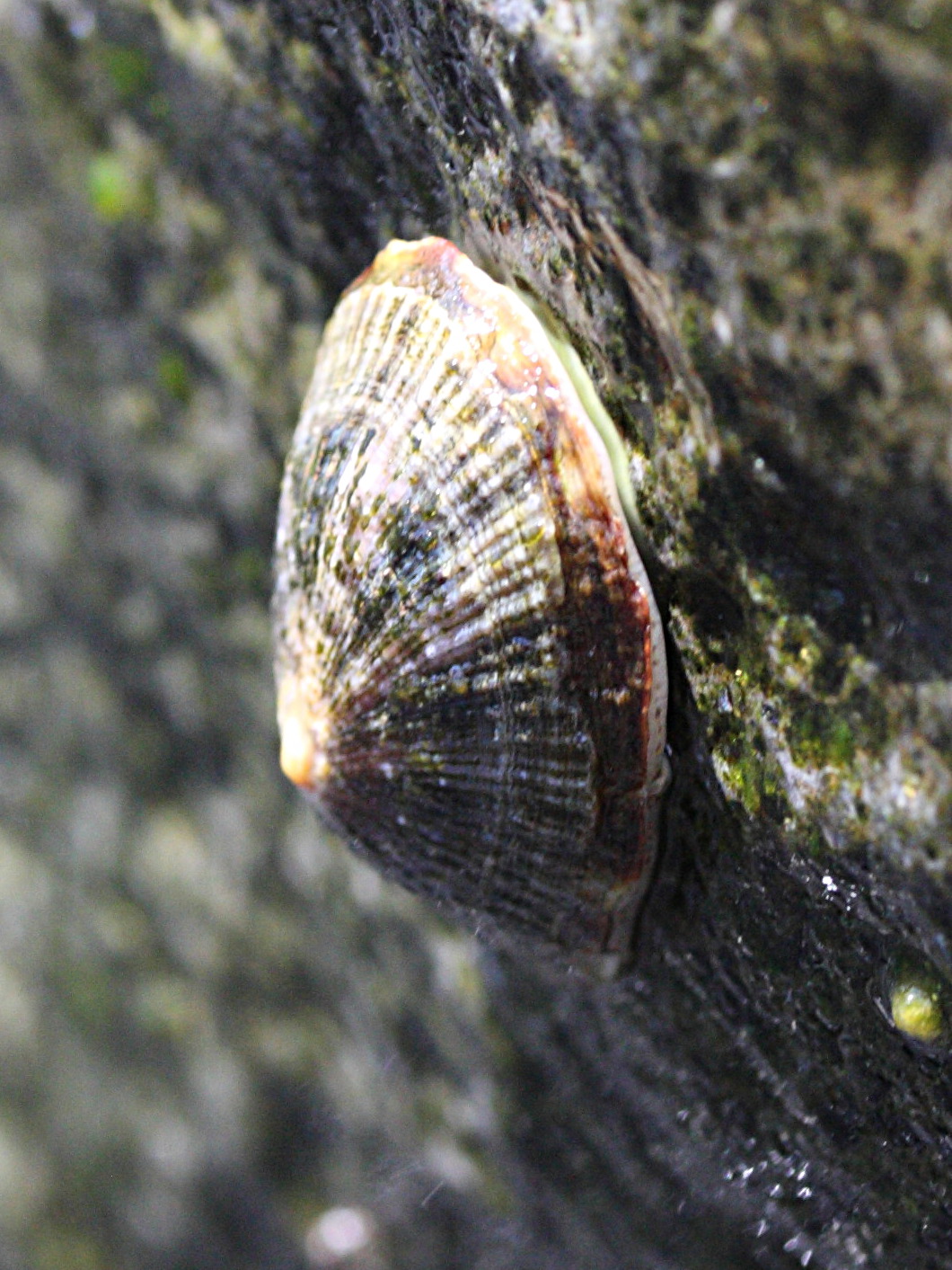 cellana_livescens2md