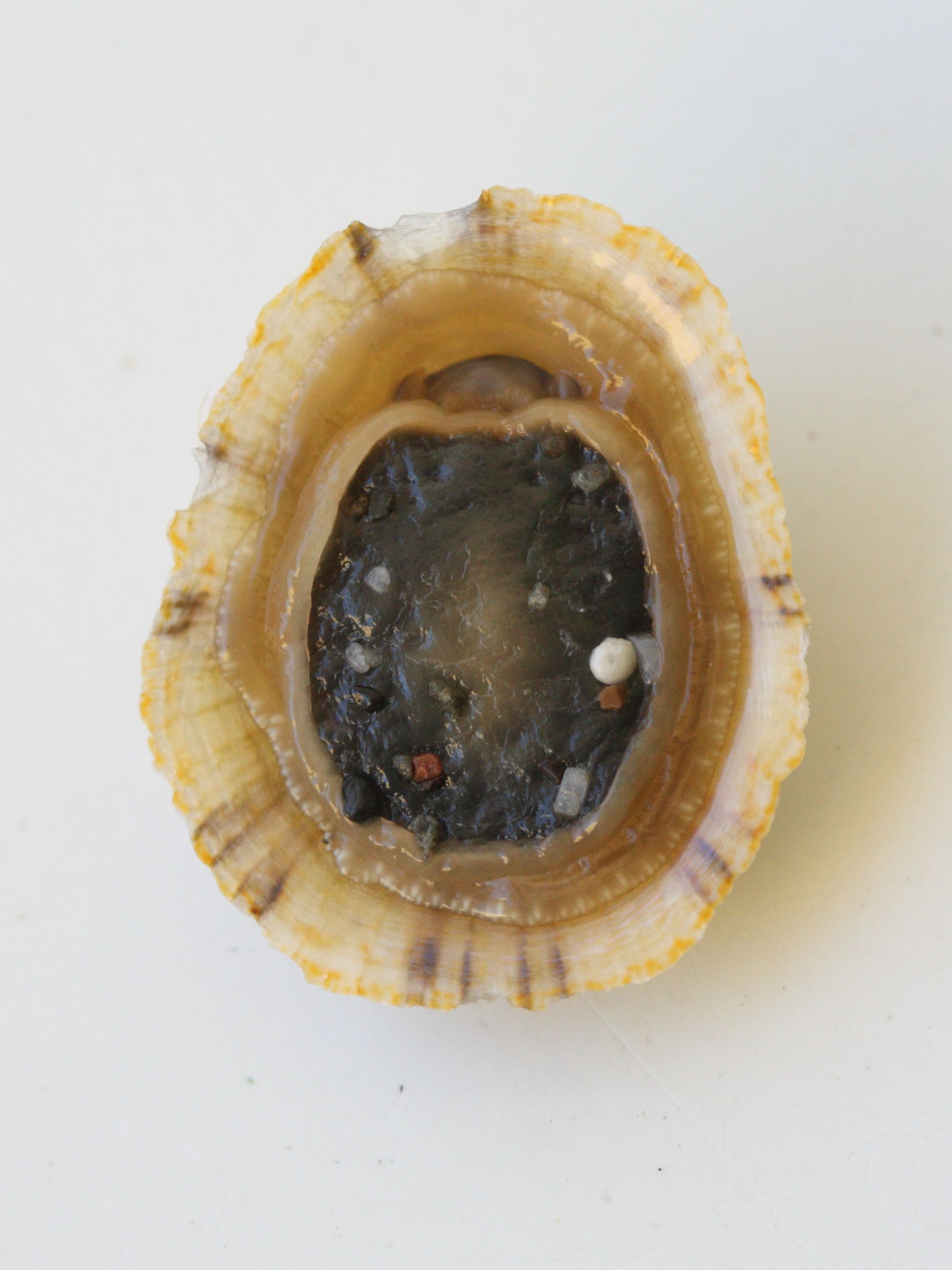 cellana_radiata_radiata1md