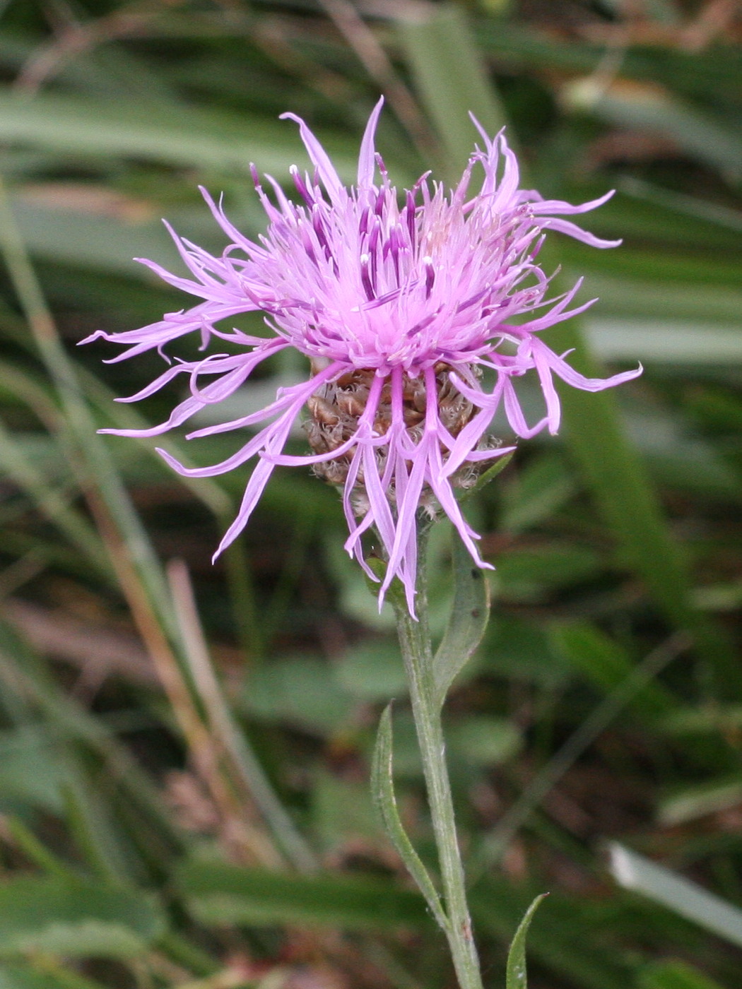 Afficher le média centaurea_decipiens_ruscinonensis1md centaurea_decipiens_ruscinonensis1md