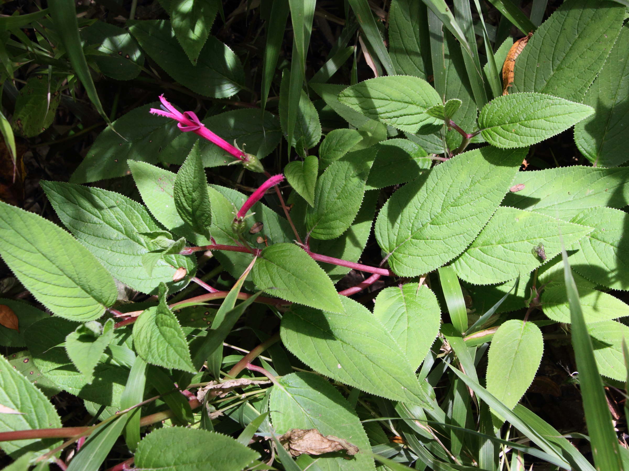 Afficher le média centropogon_gutierrezii1md centropogon_gutierrezii1md