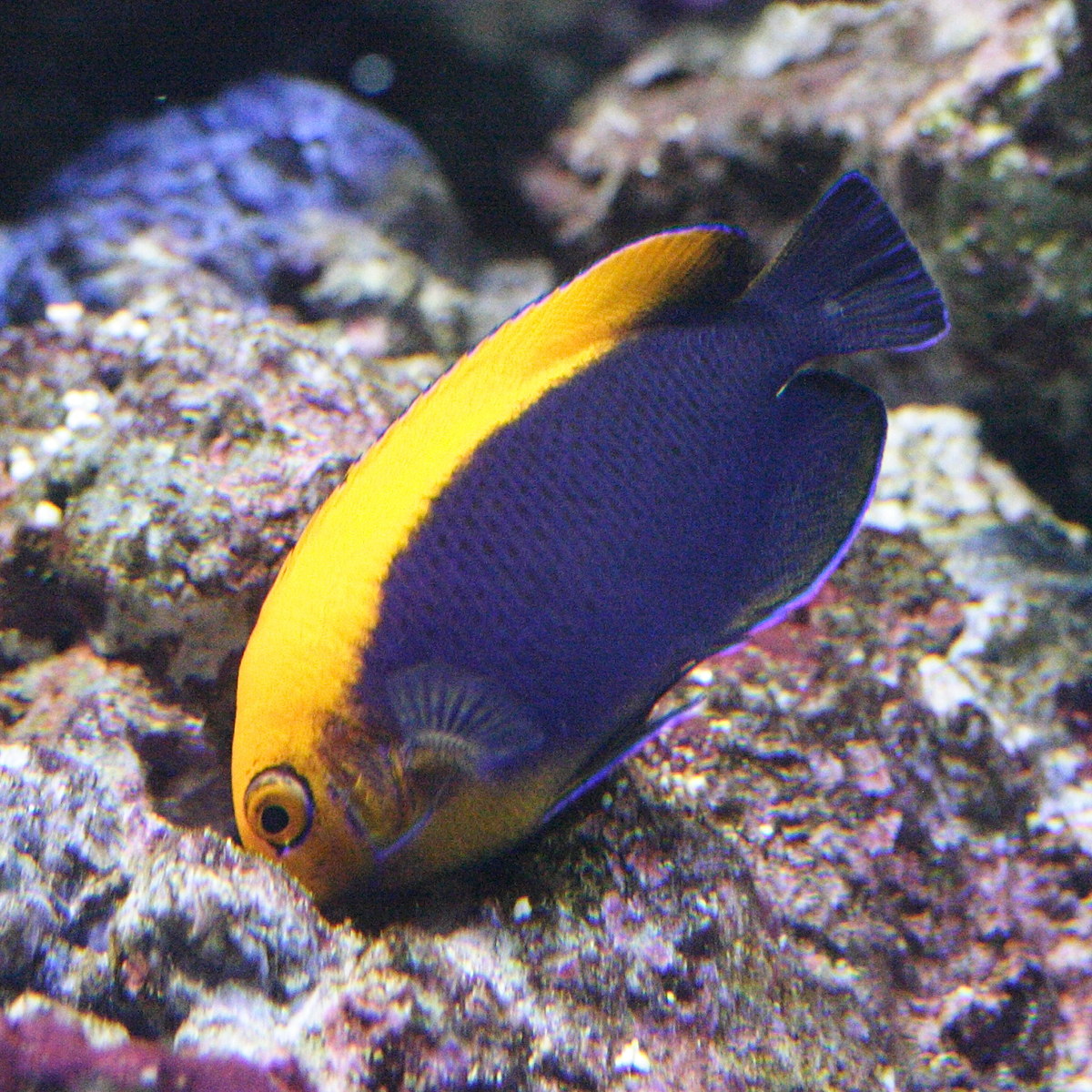 centropyge_aurantonotus3md