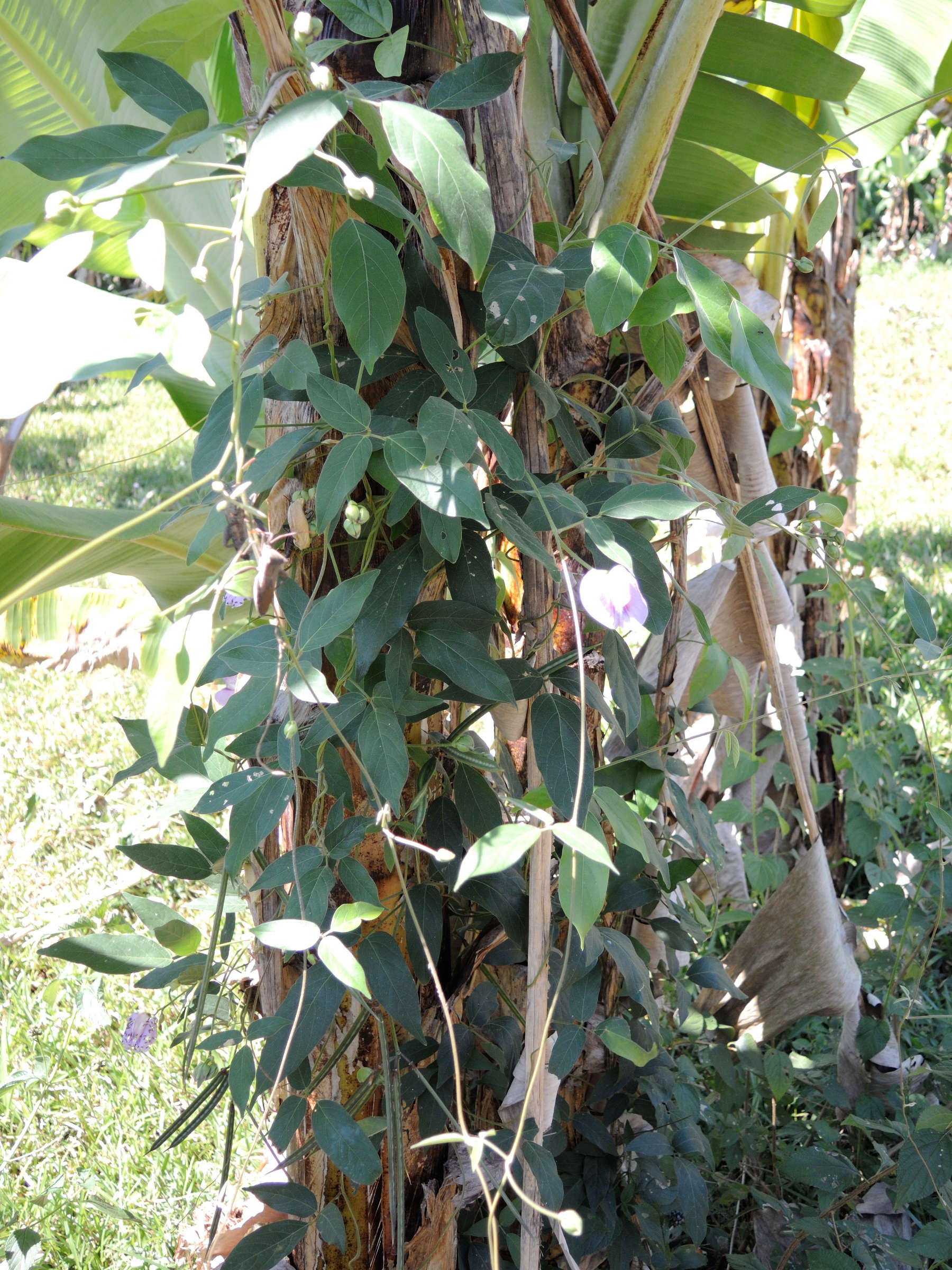 centrosema_pubescens1md